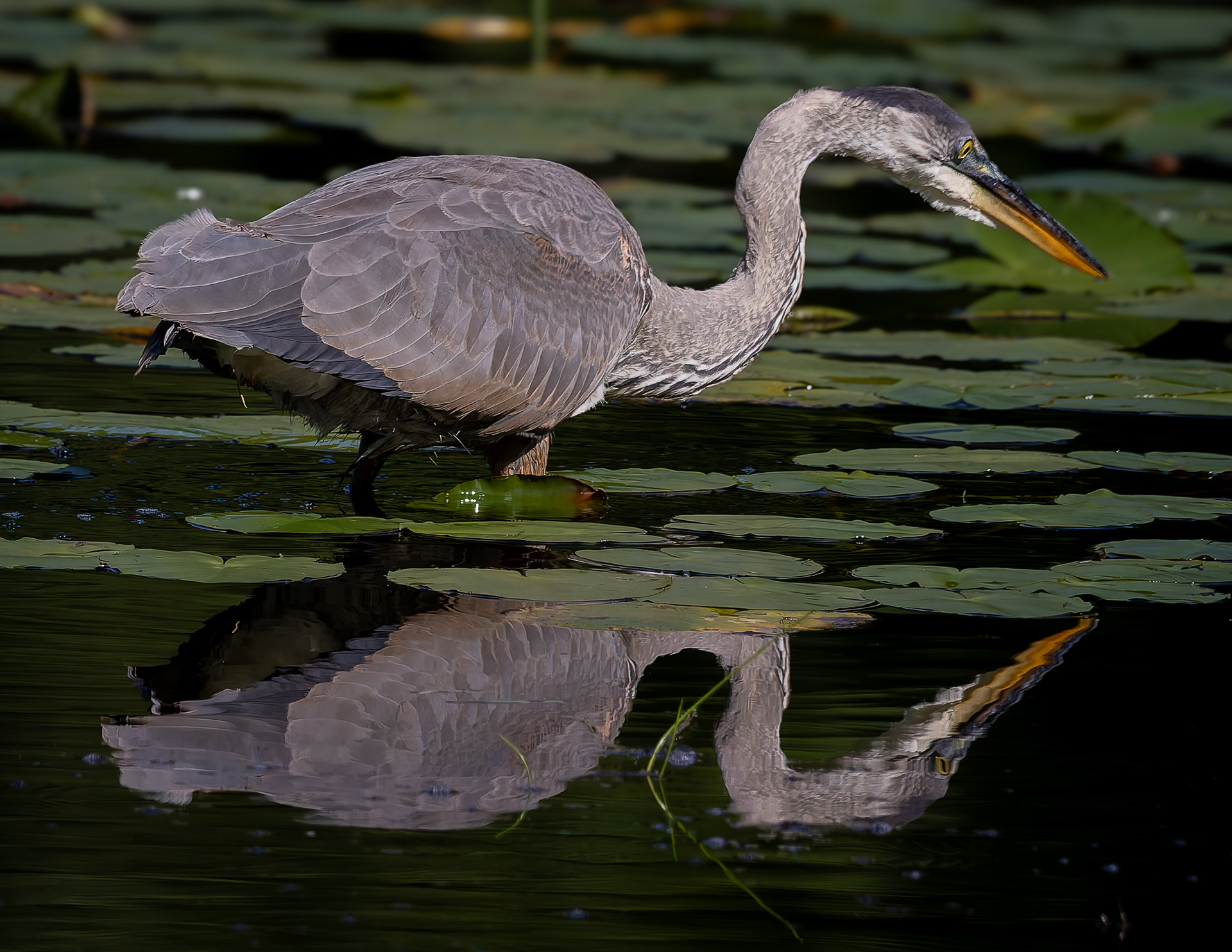 Great Blue Heron No15