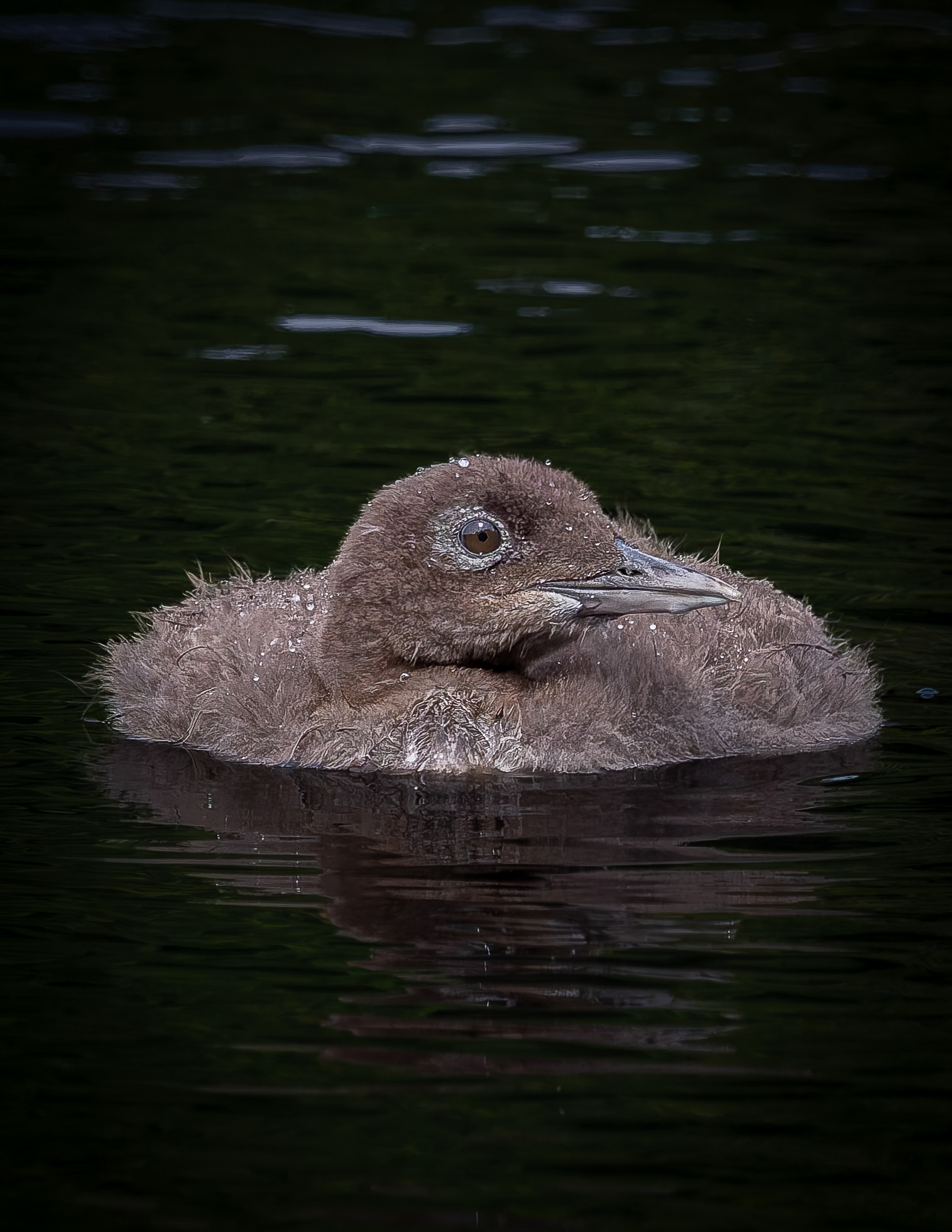 Common Loon Chick No3