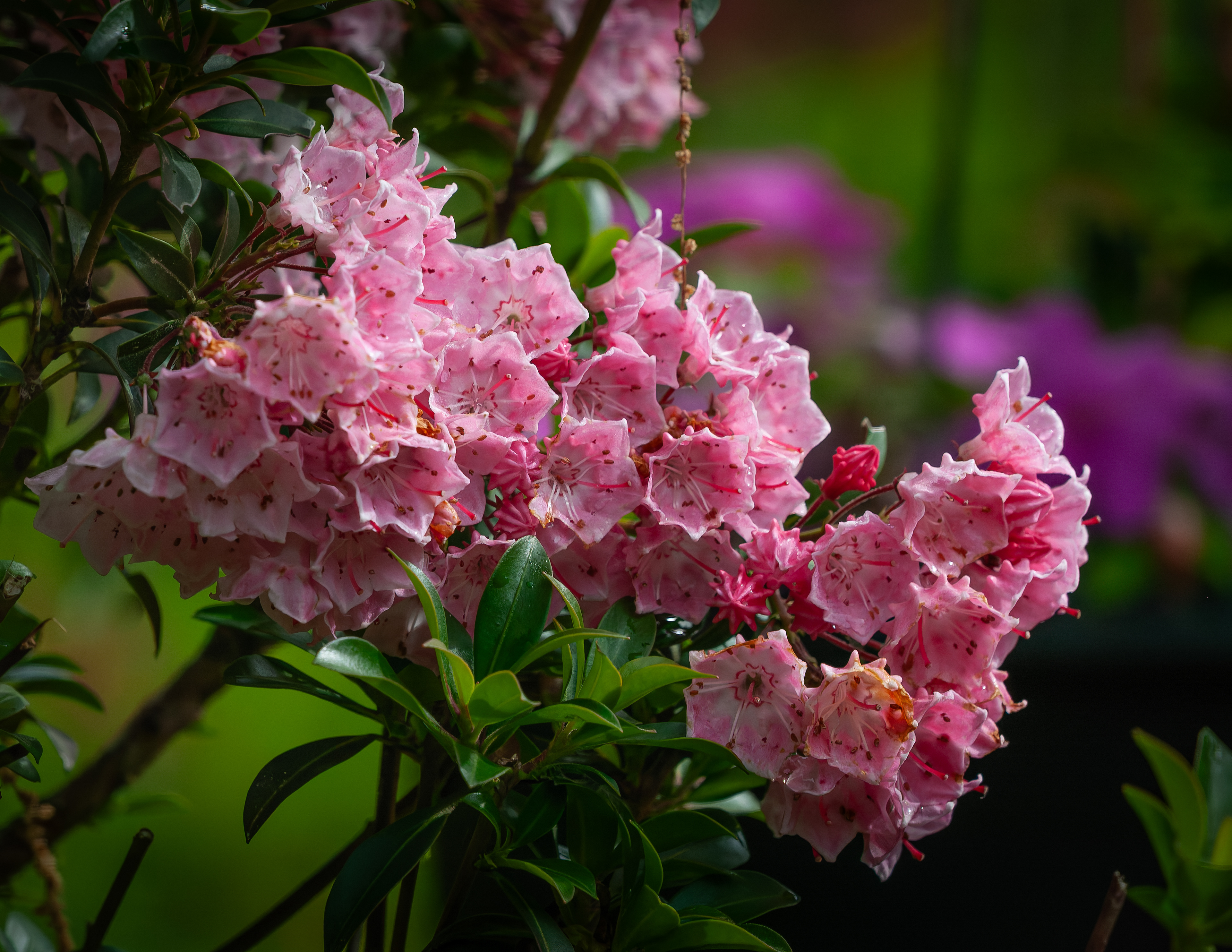 Mountain Laurel