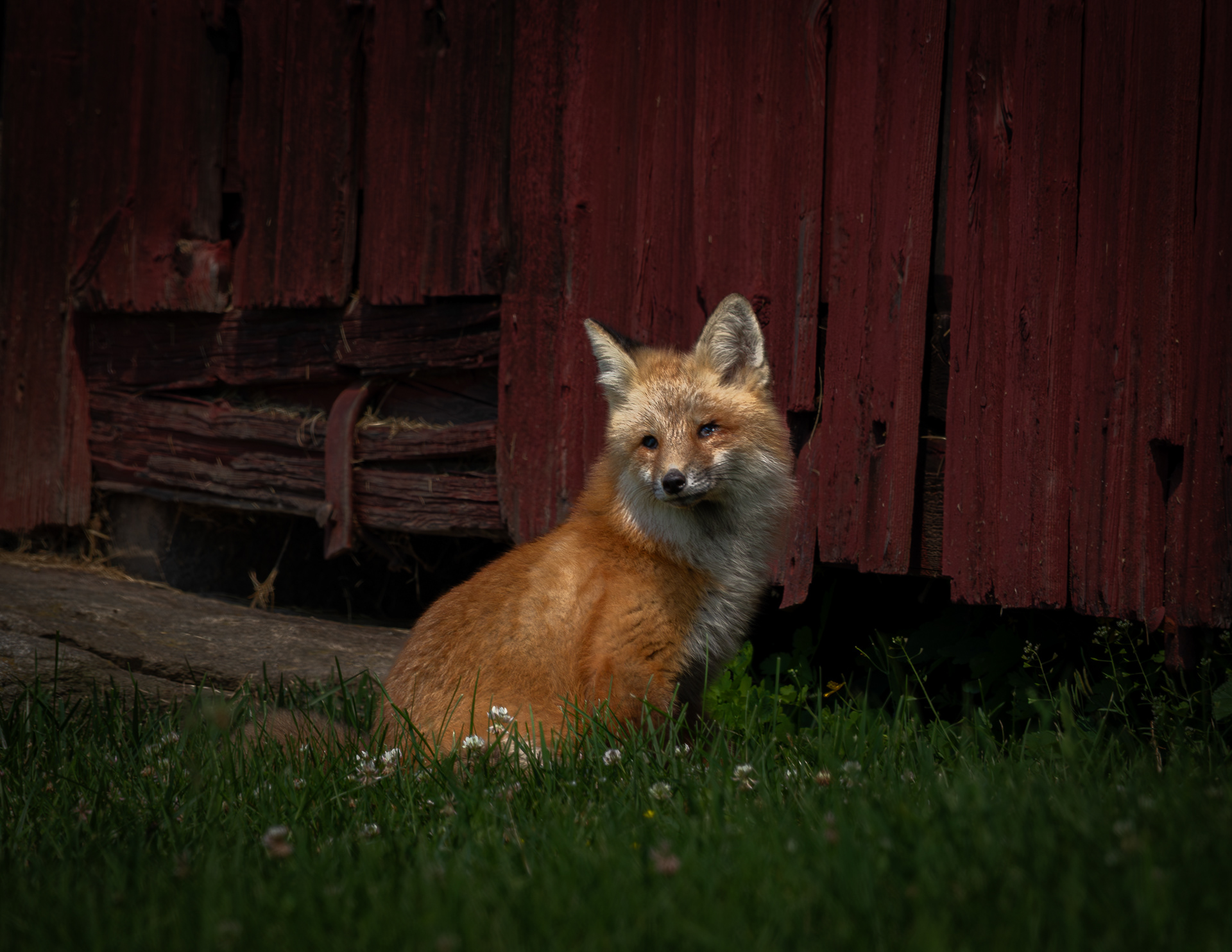 Red Fox - July 3, 2025