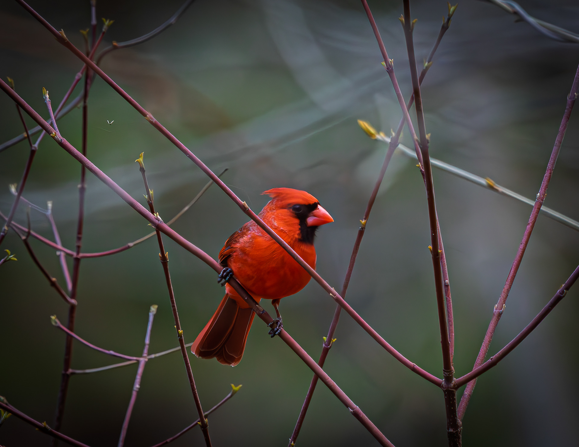 Male Northern Cardinal - April 26, 2026