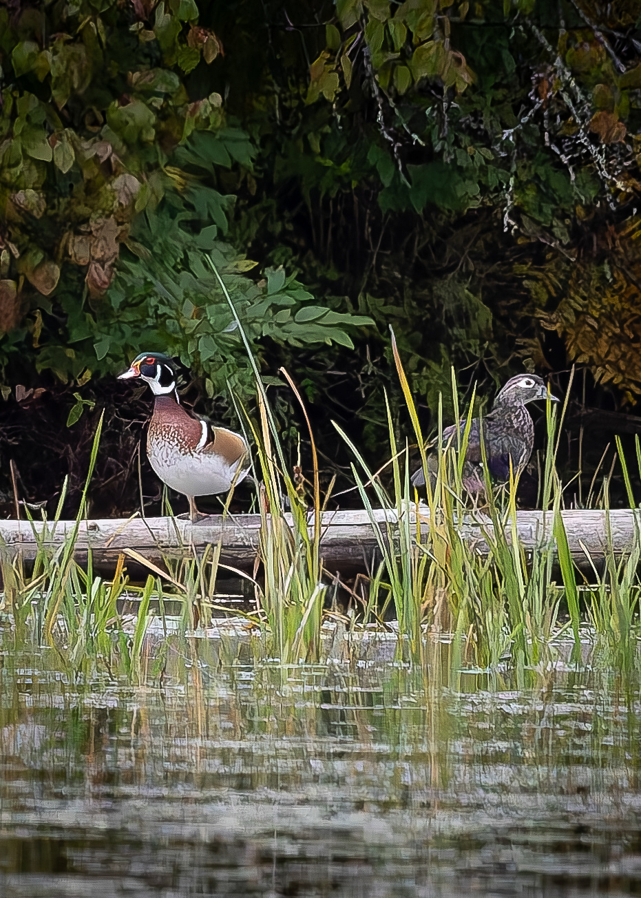 Wood Ducks
