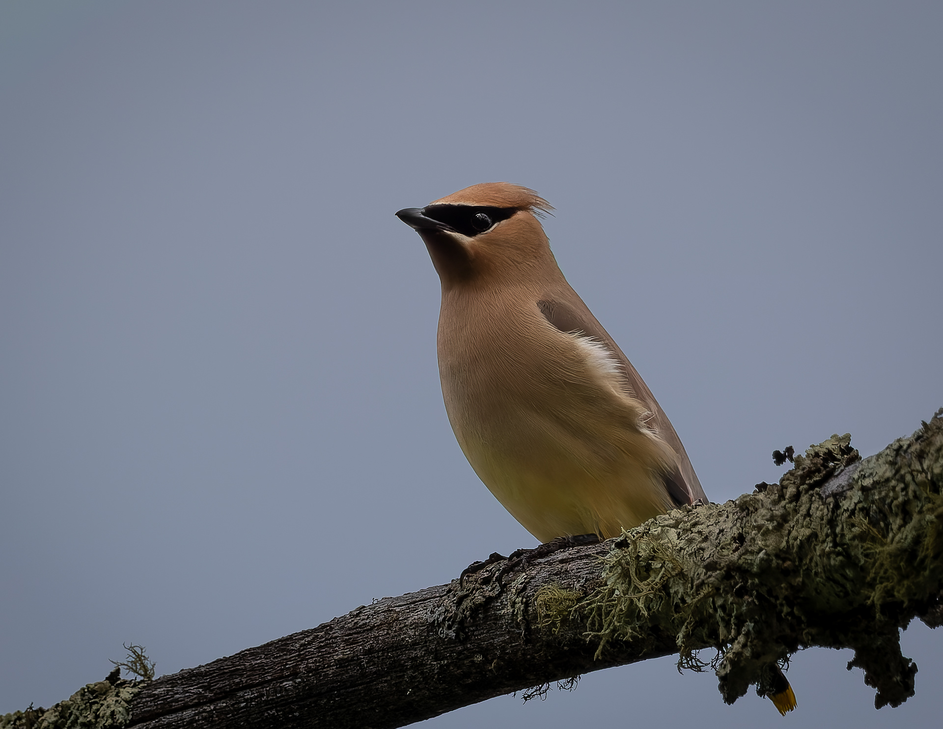 Cedar Waxwing No4