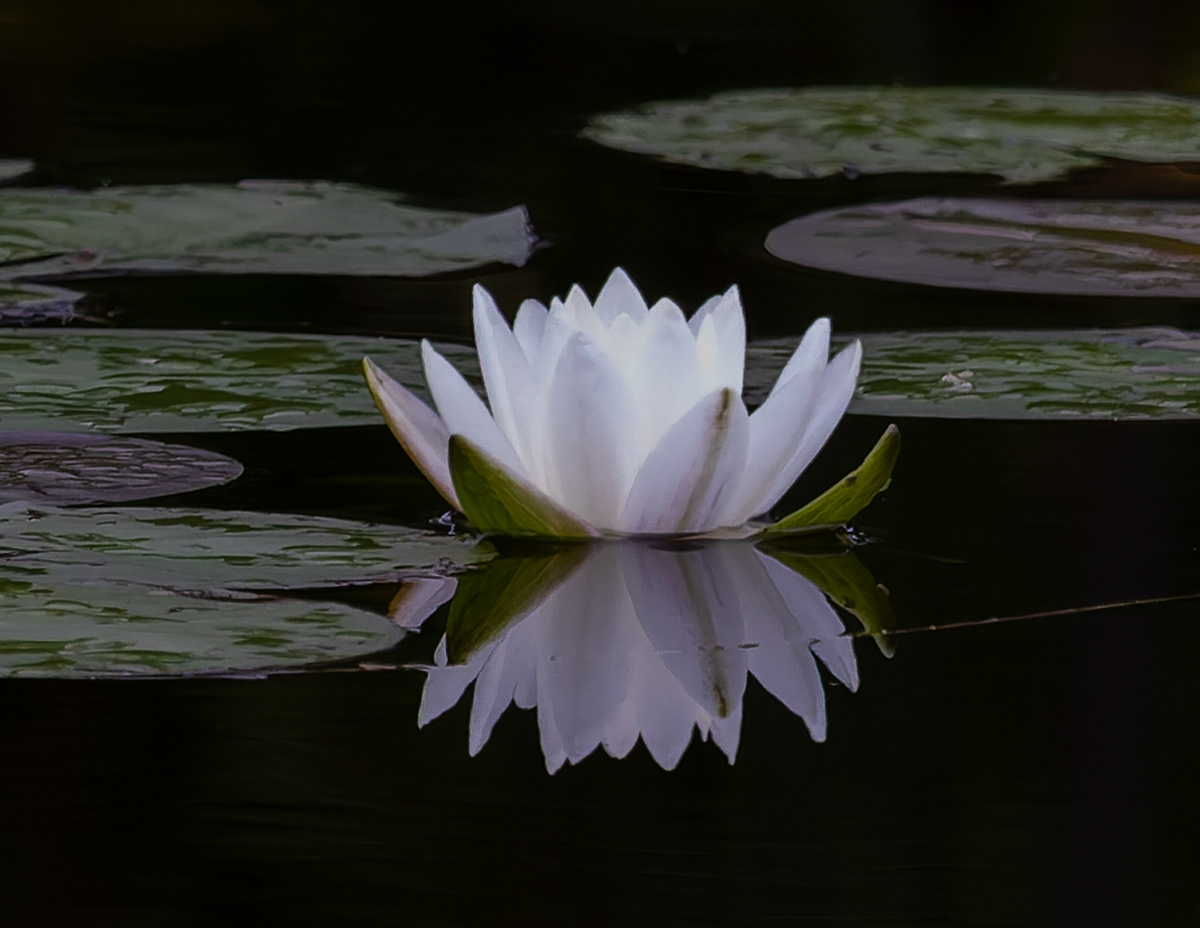 Water Lily in Color
