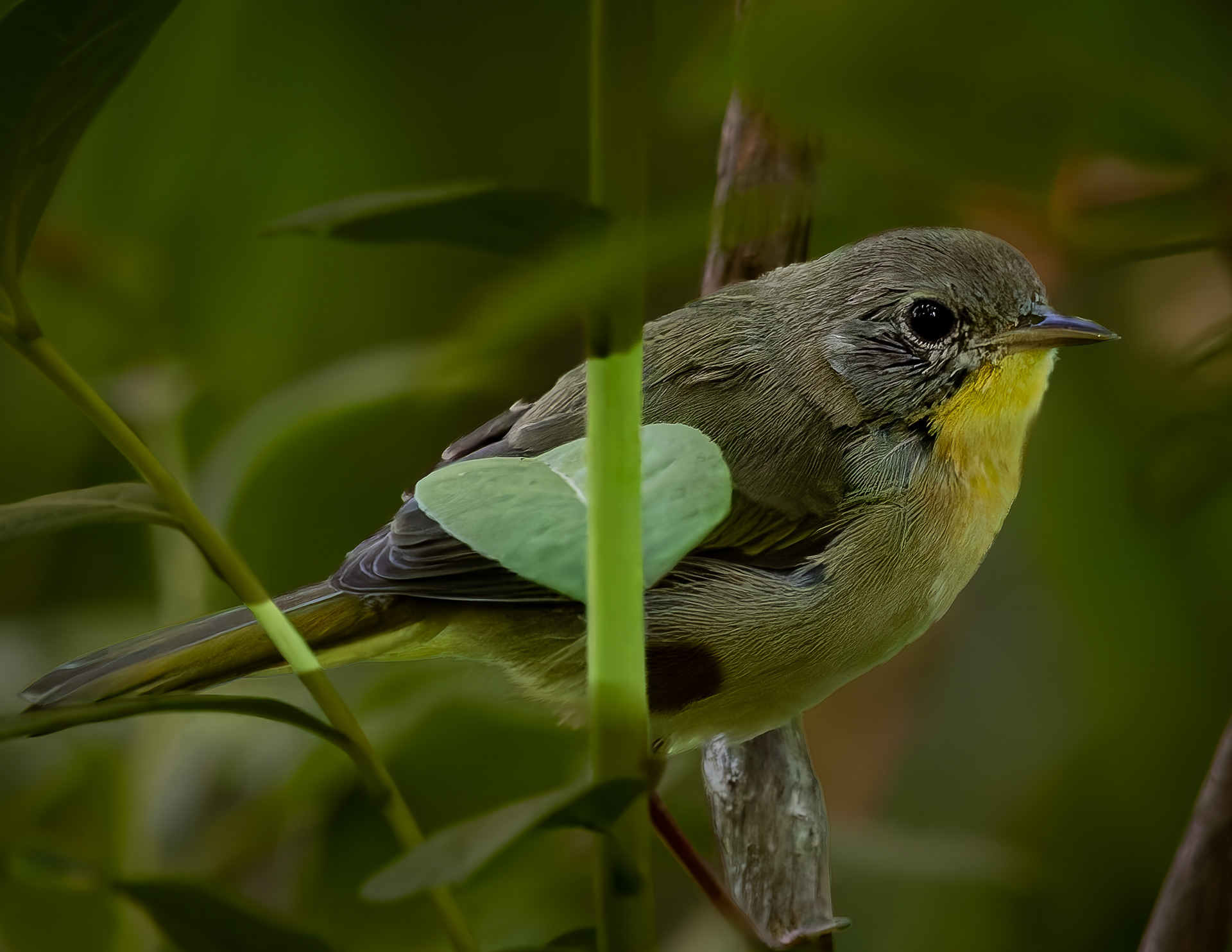 Common Yellowthroat No1