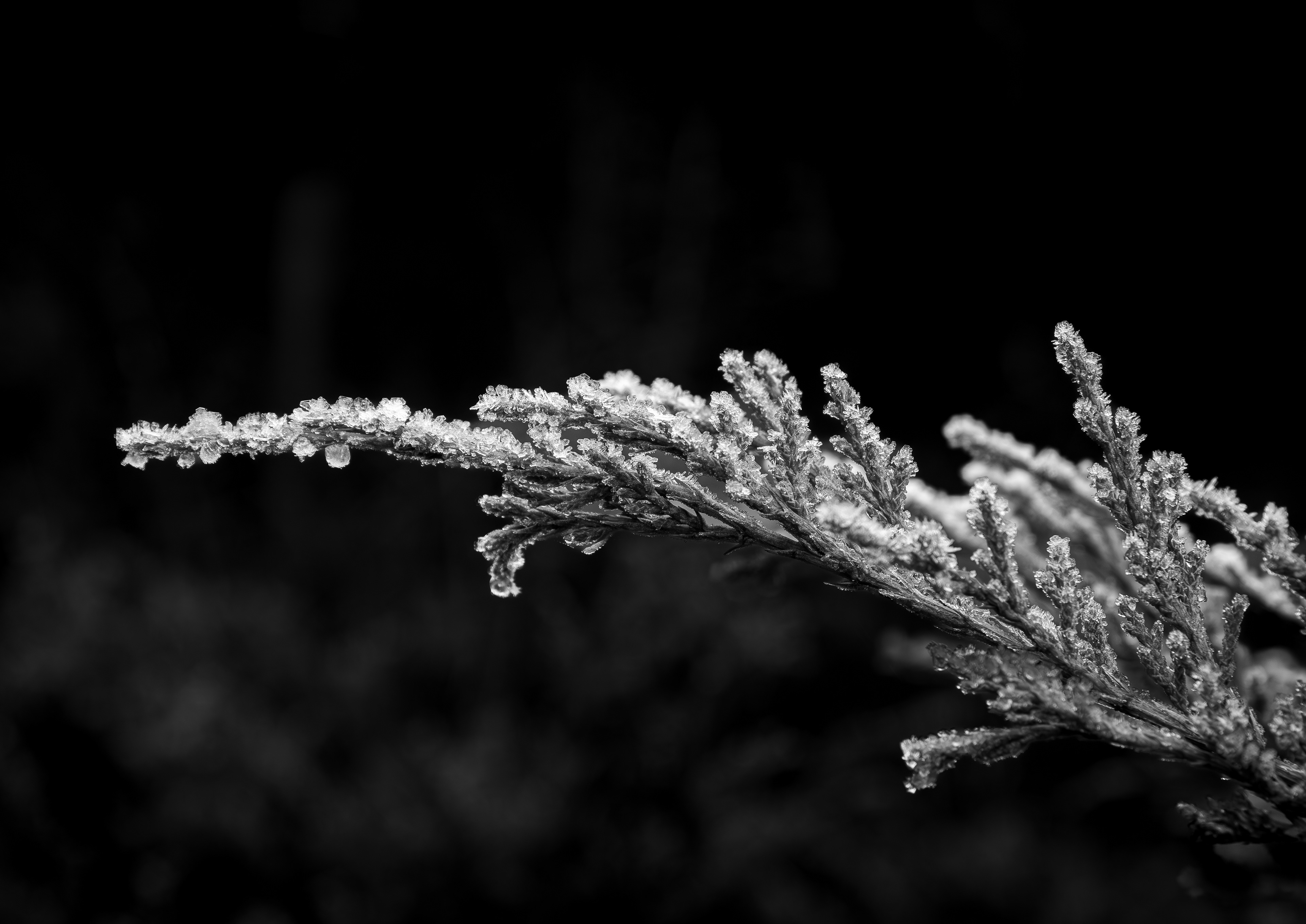 First Frost - November 27, 2024