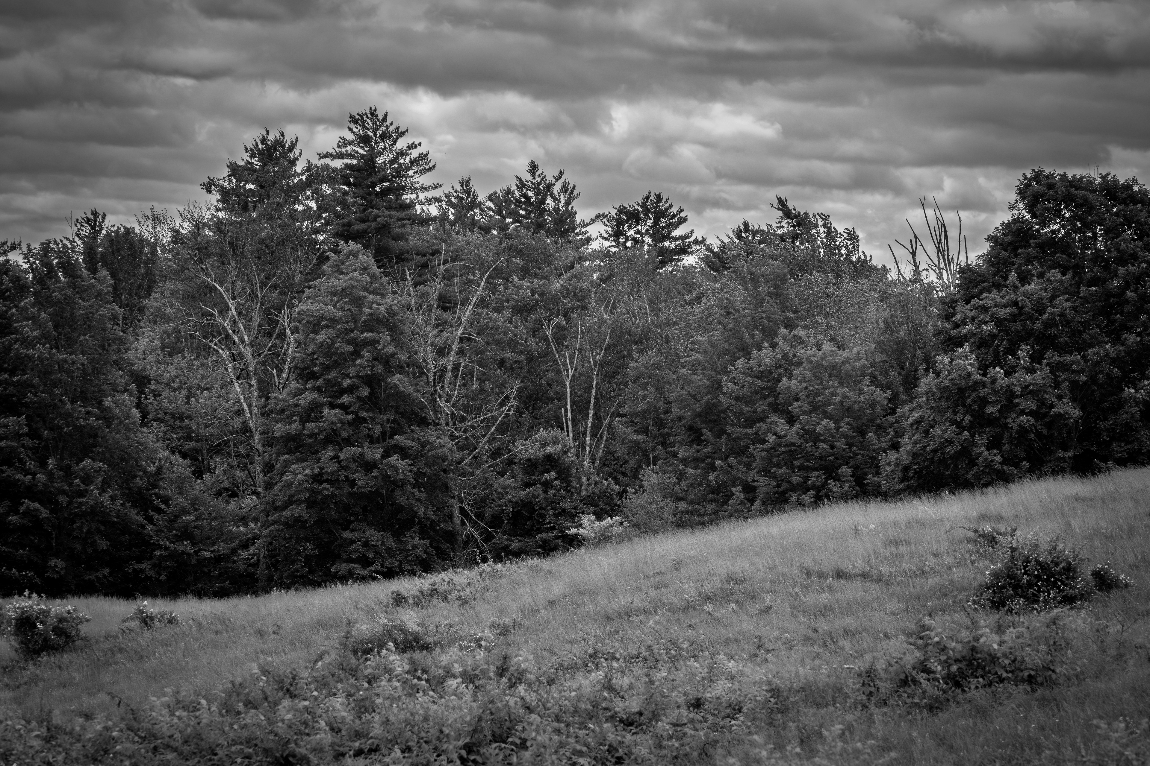 Field at CSV in Black & White