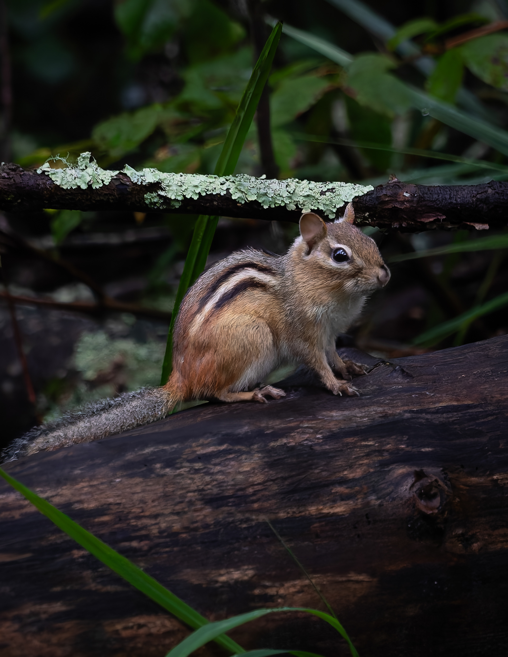 Chipmunk