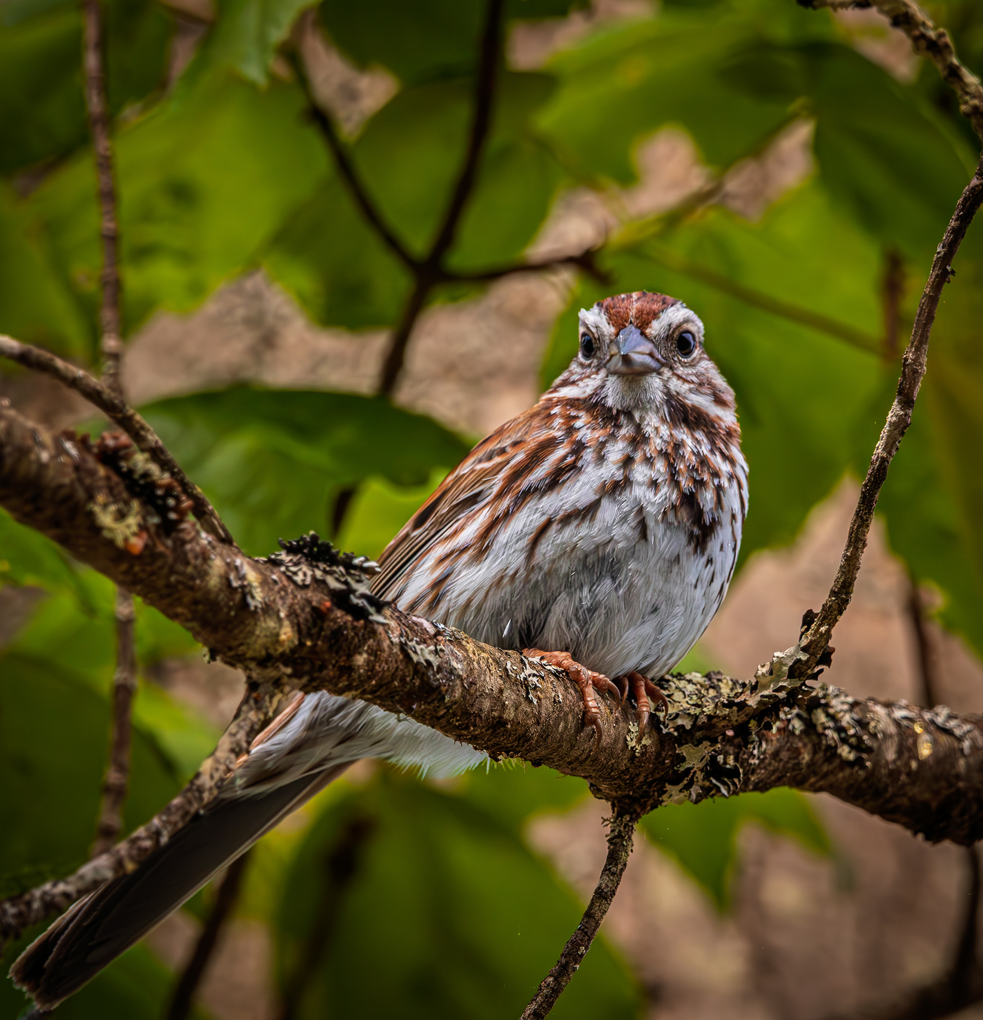 Song Sparrow No2