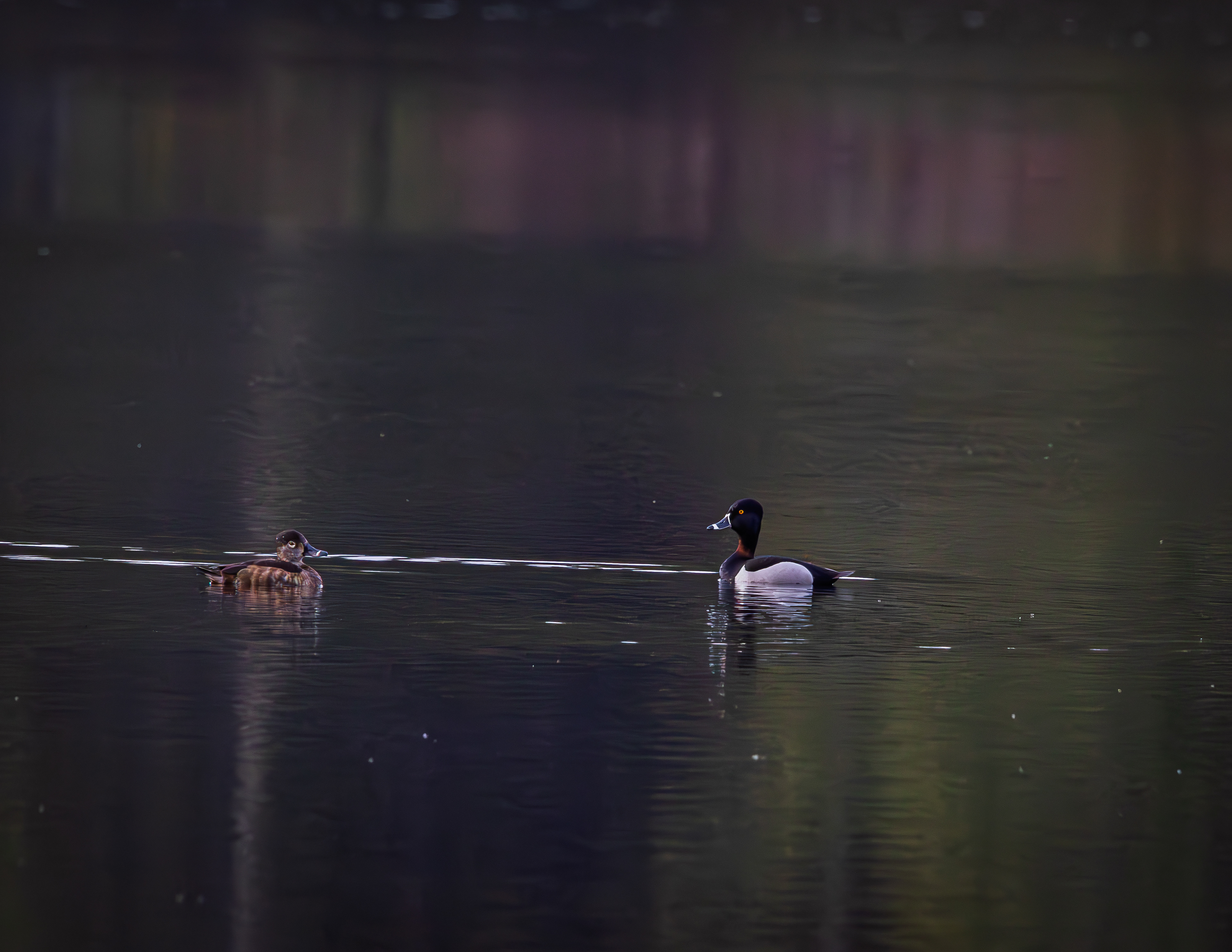 Ring-Necked Duck Pair at Shellcamp