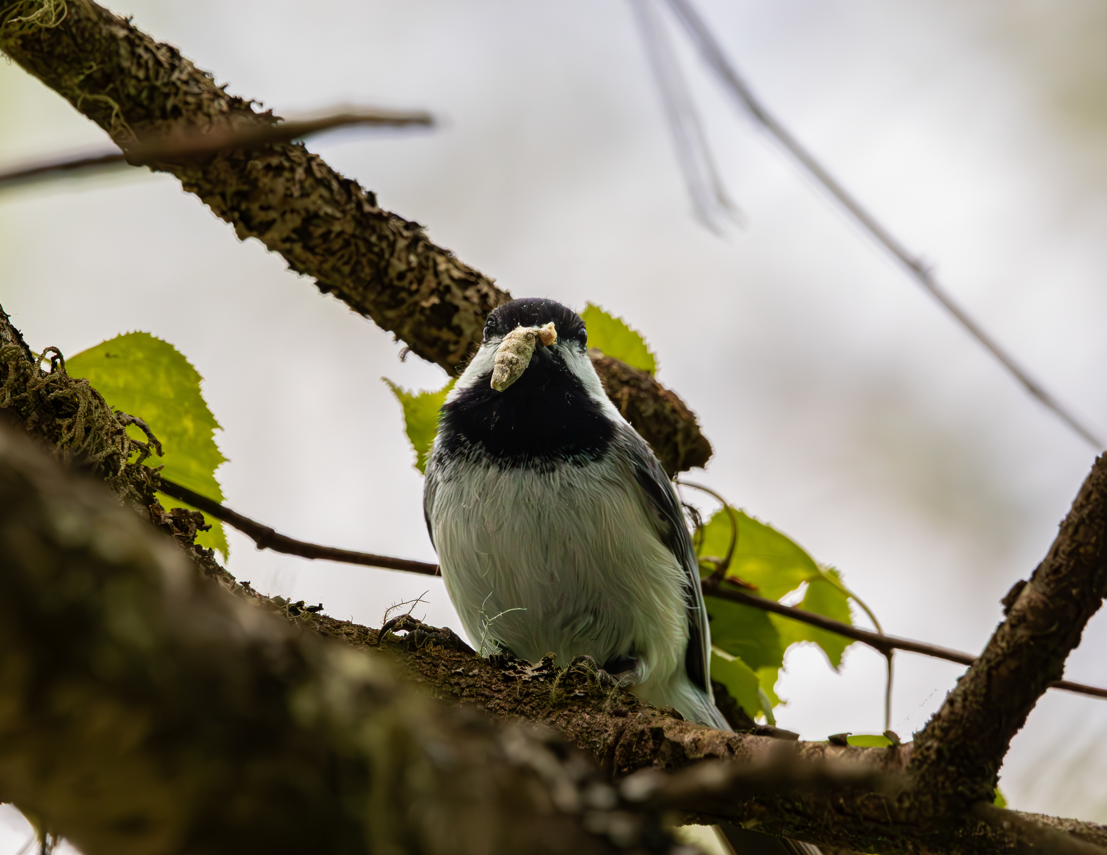 Chickadee