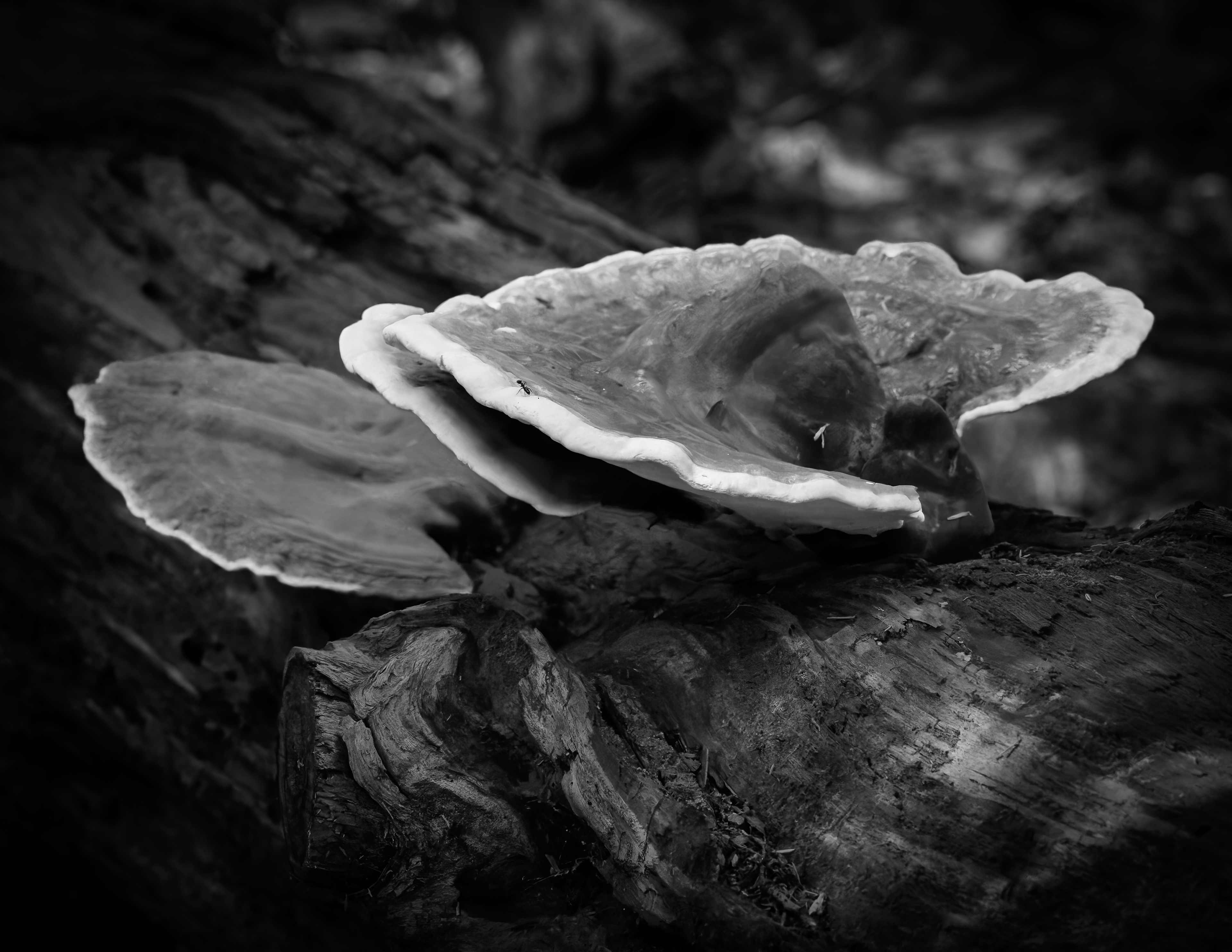 Fungus No1
