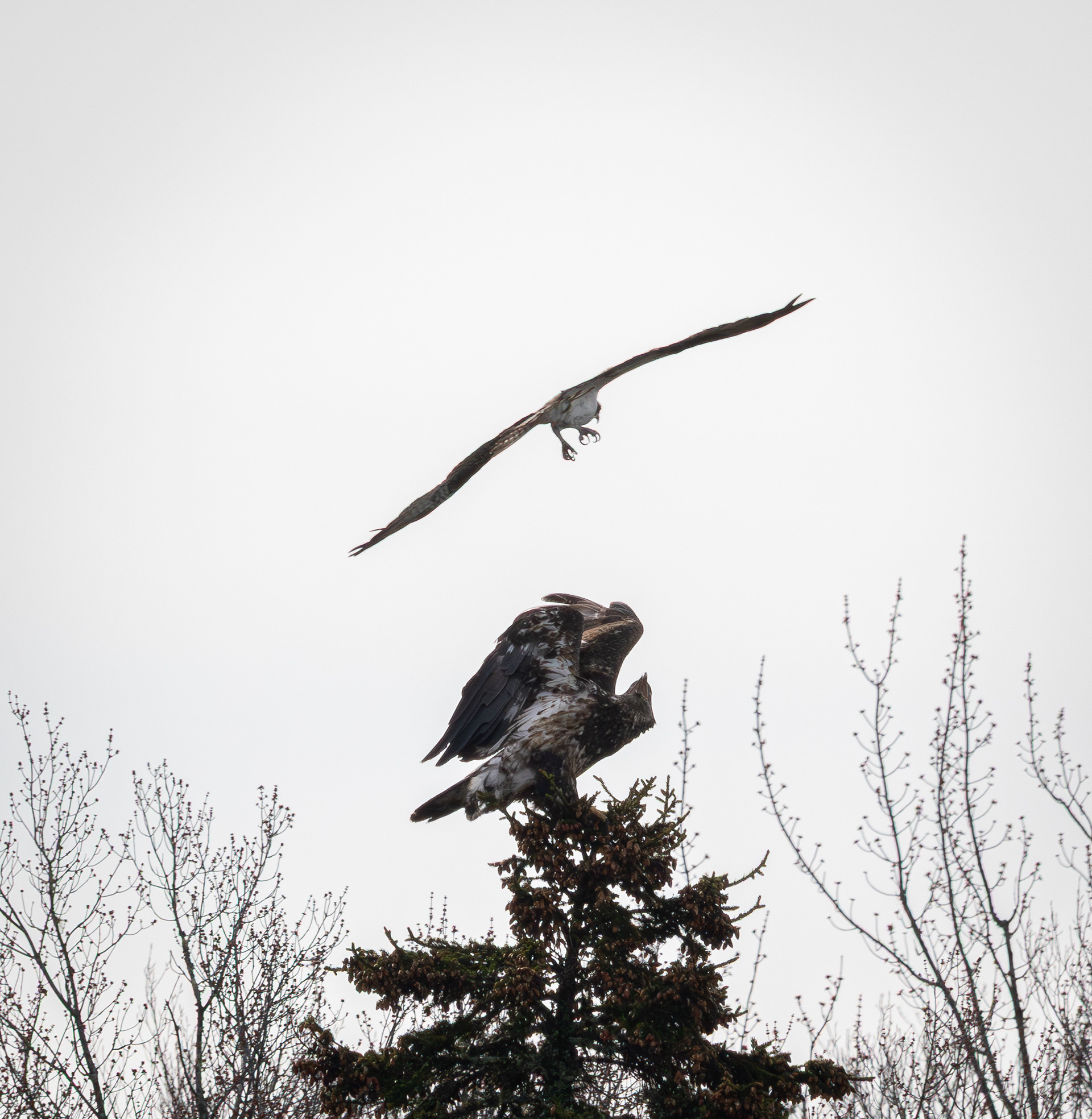 Osprey vs. Immature Bald Eagle at Rollins Pond