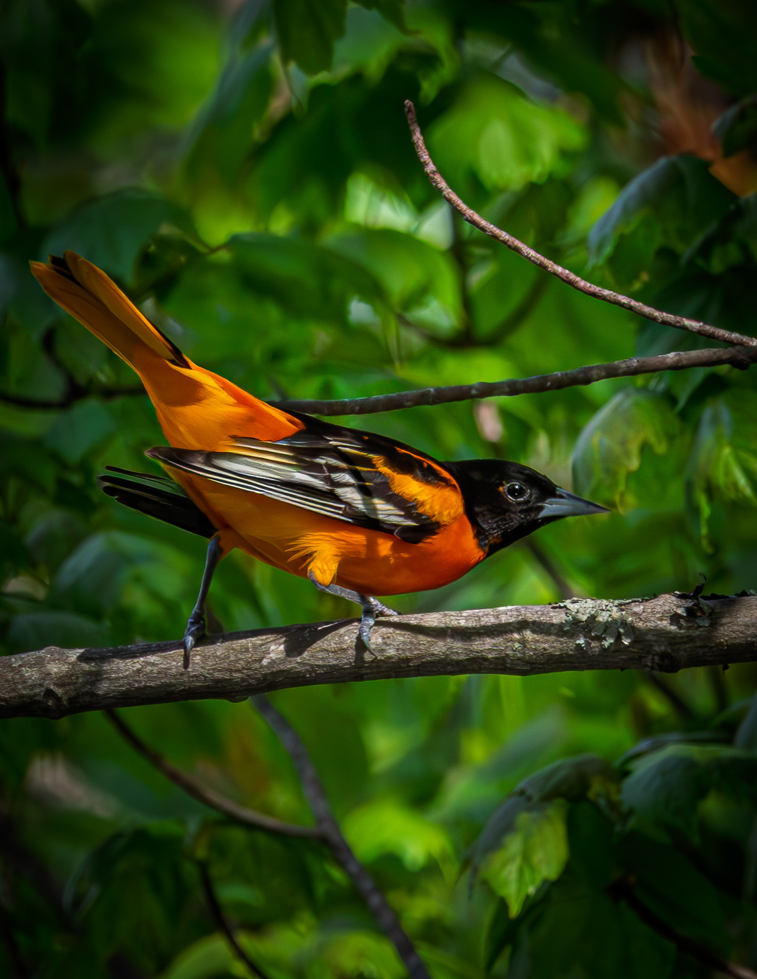 Male Baltimore Oriole No1 - May 19, 2026
