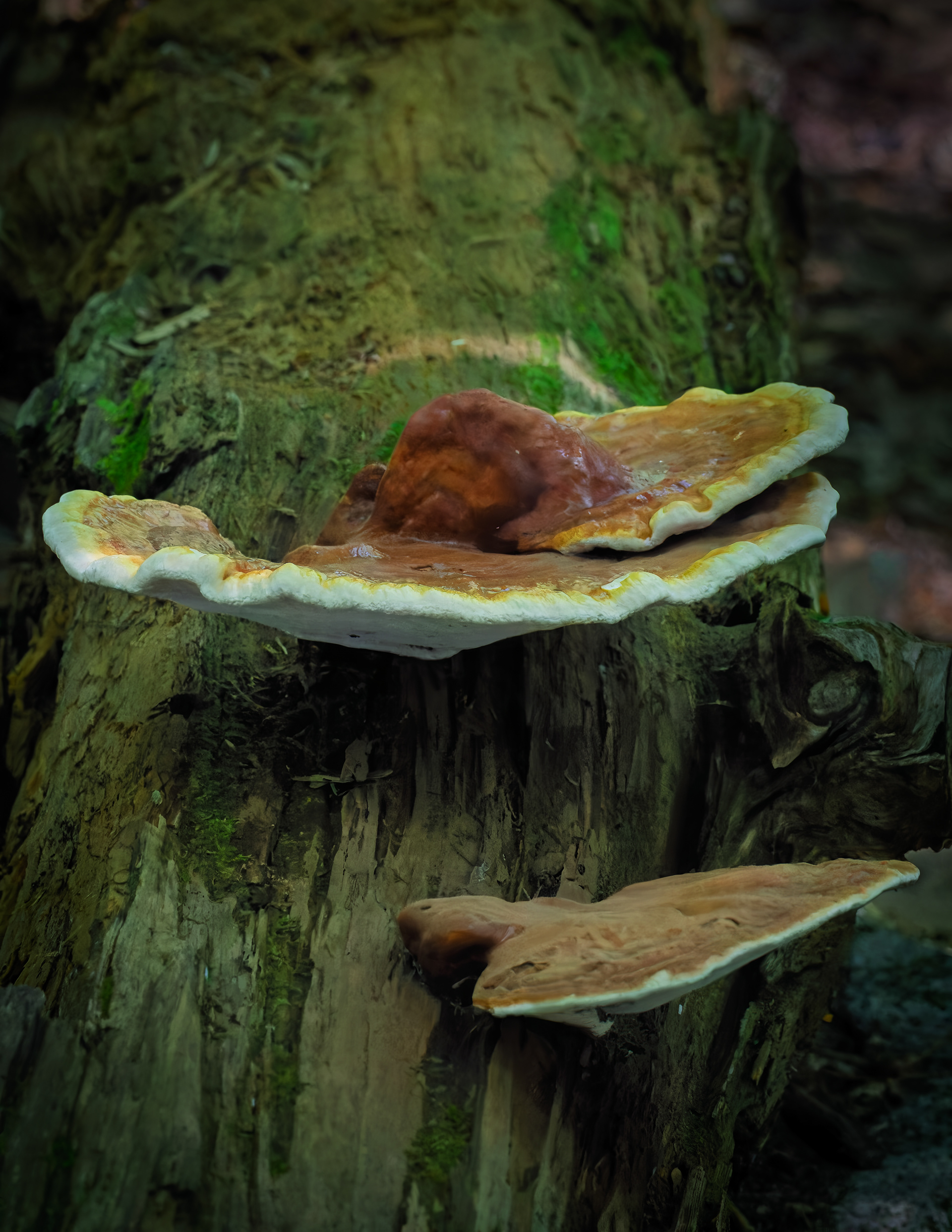 Fungus No4