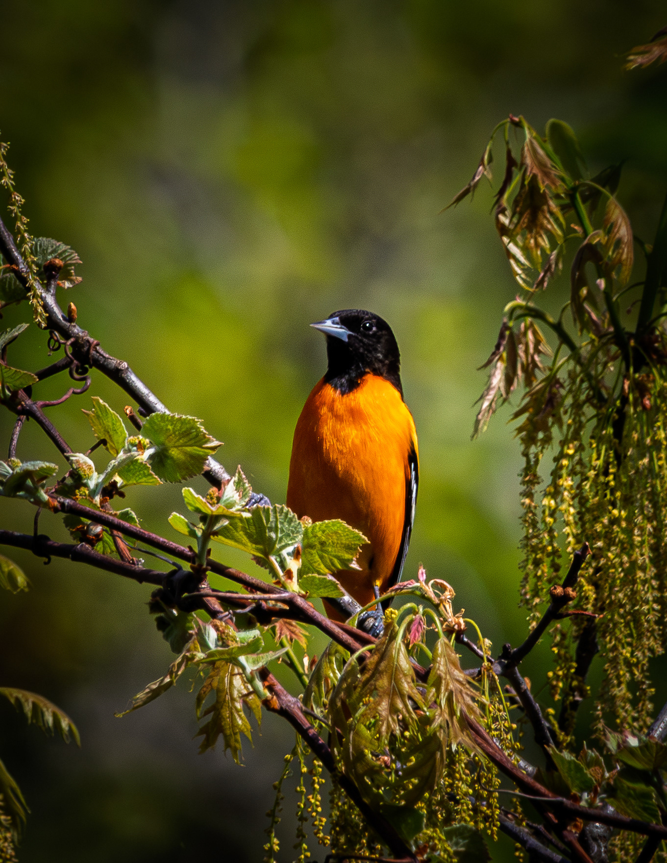 Male Baltimore Oriole No2 - May 19, 2026