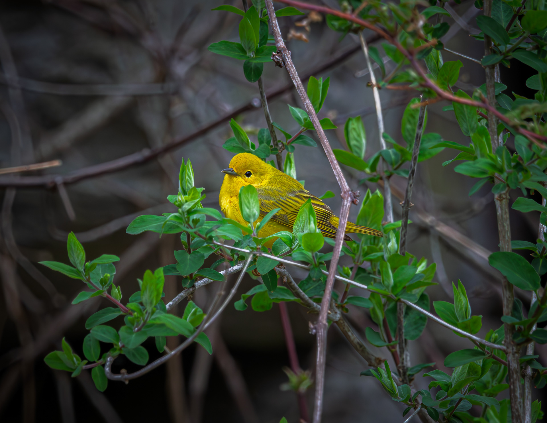 Yellow Warbler - May 5, 2026