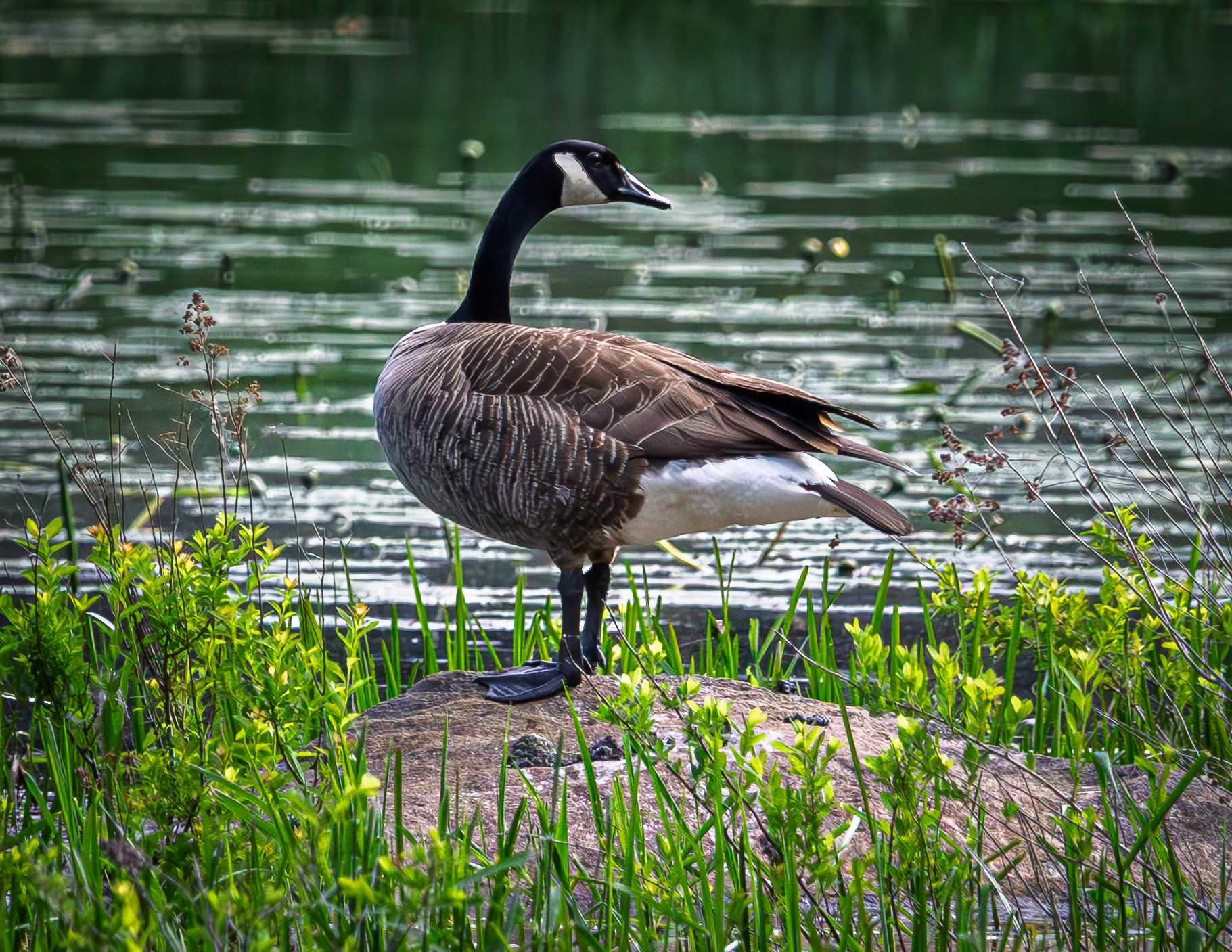 Canada Goose No1