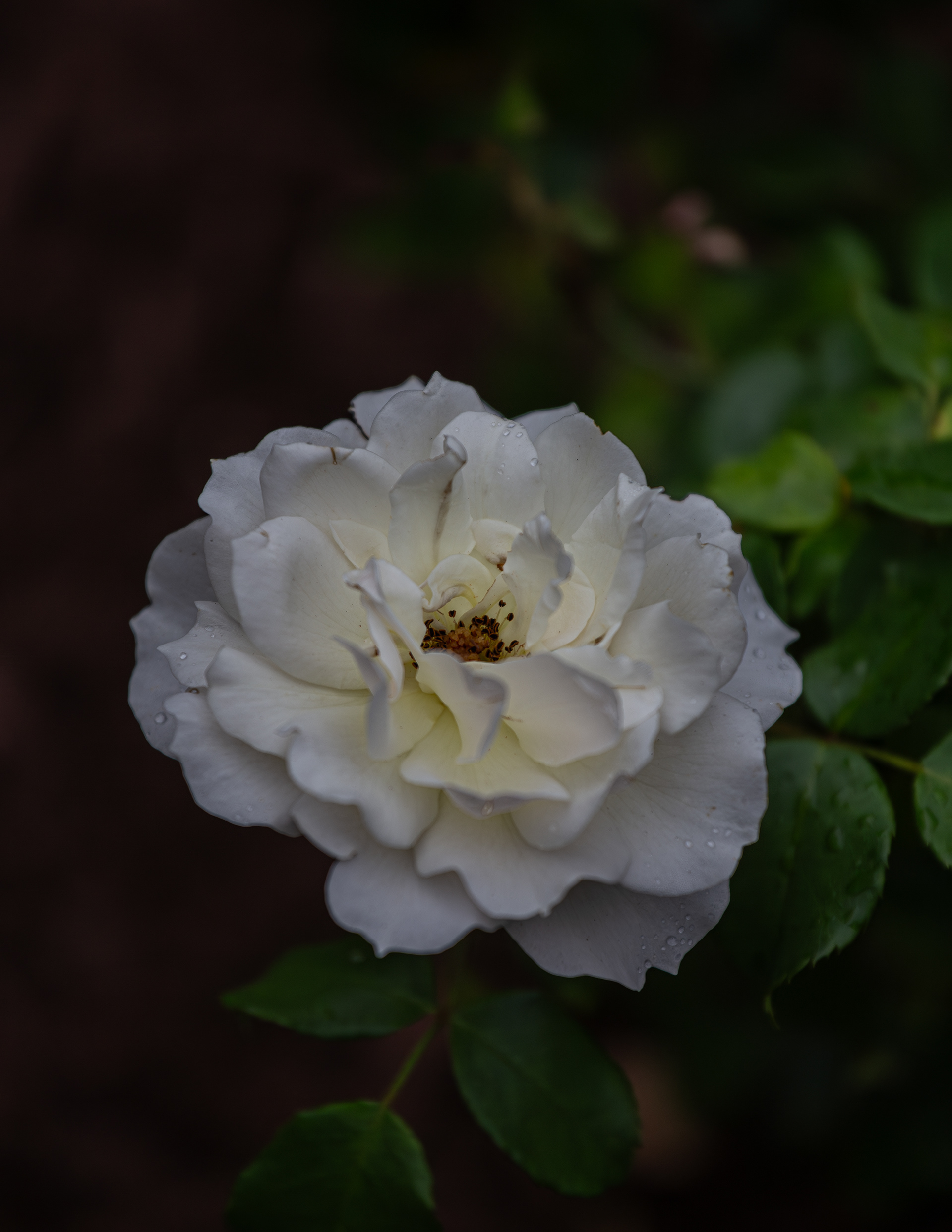 Champagne Rose Portrait