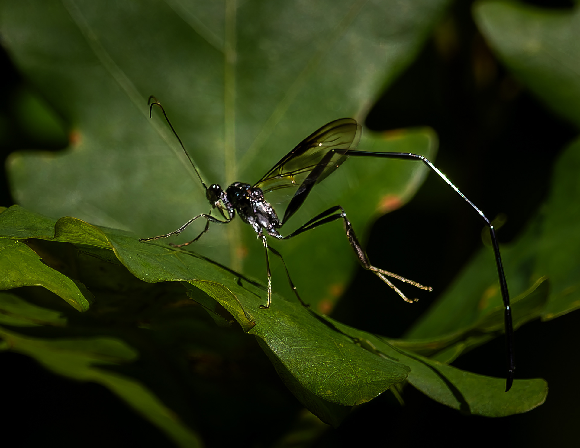American Pelecinid Wasp