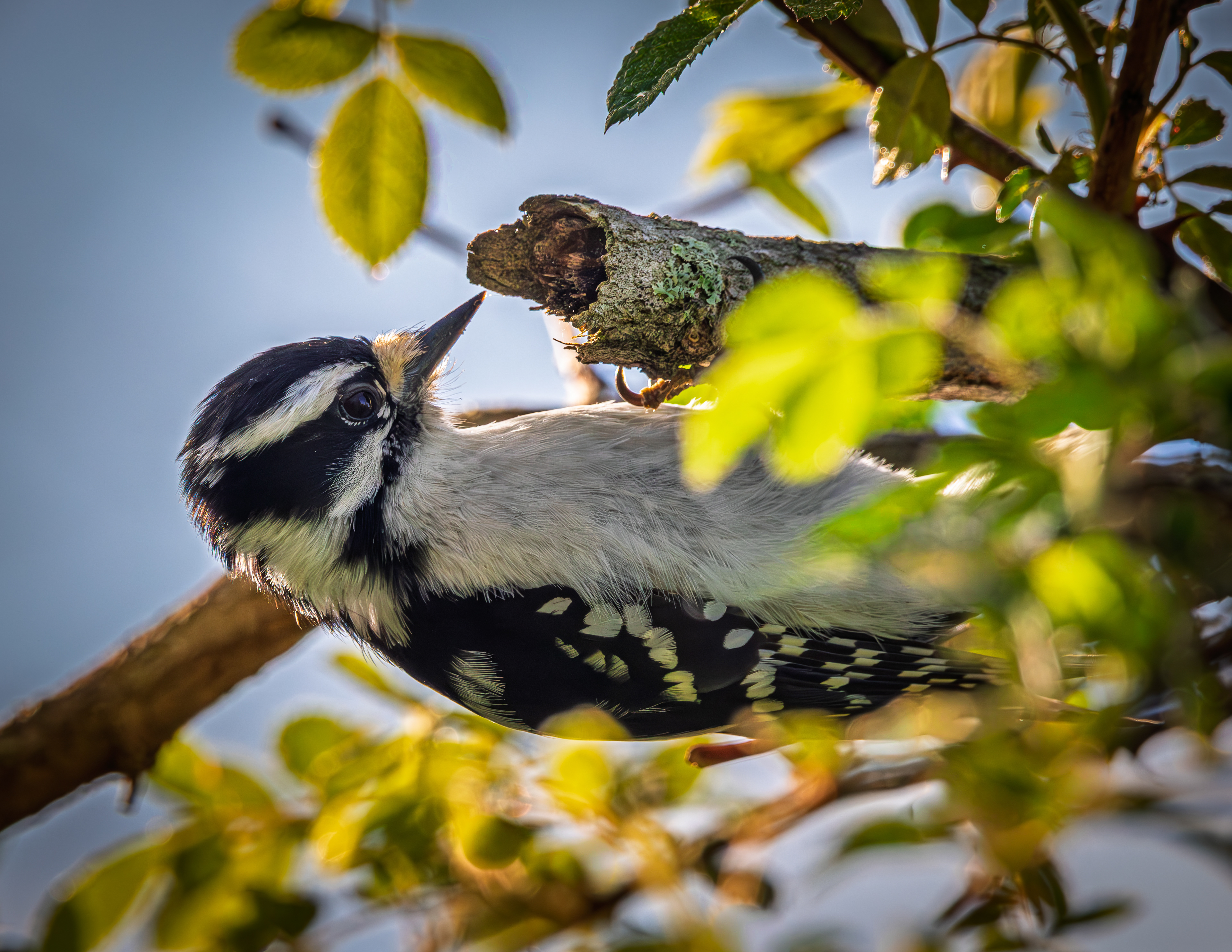 Female Downy Woodpecker No2