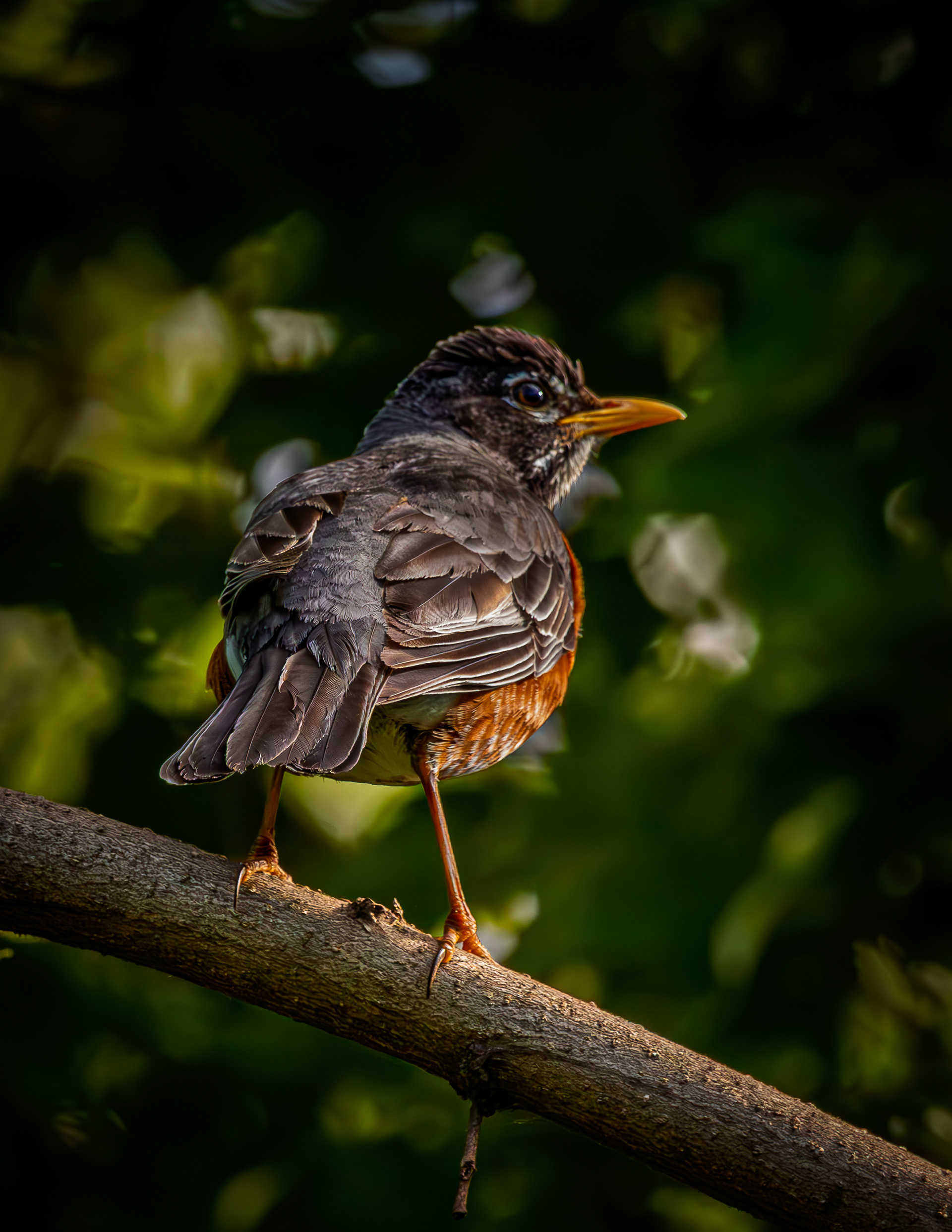 American Robin