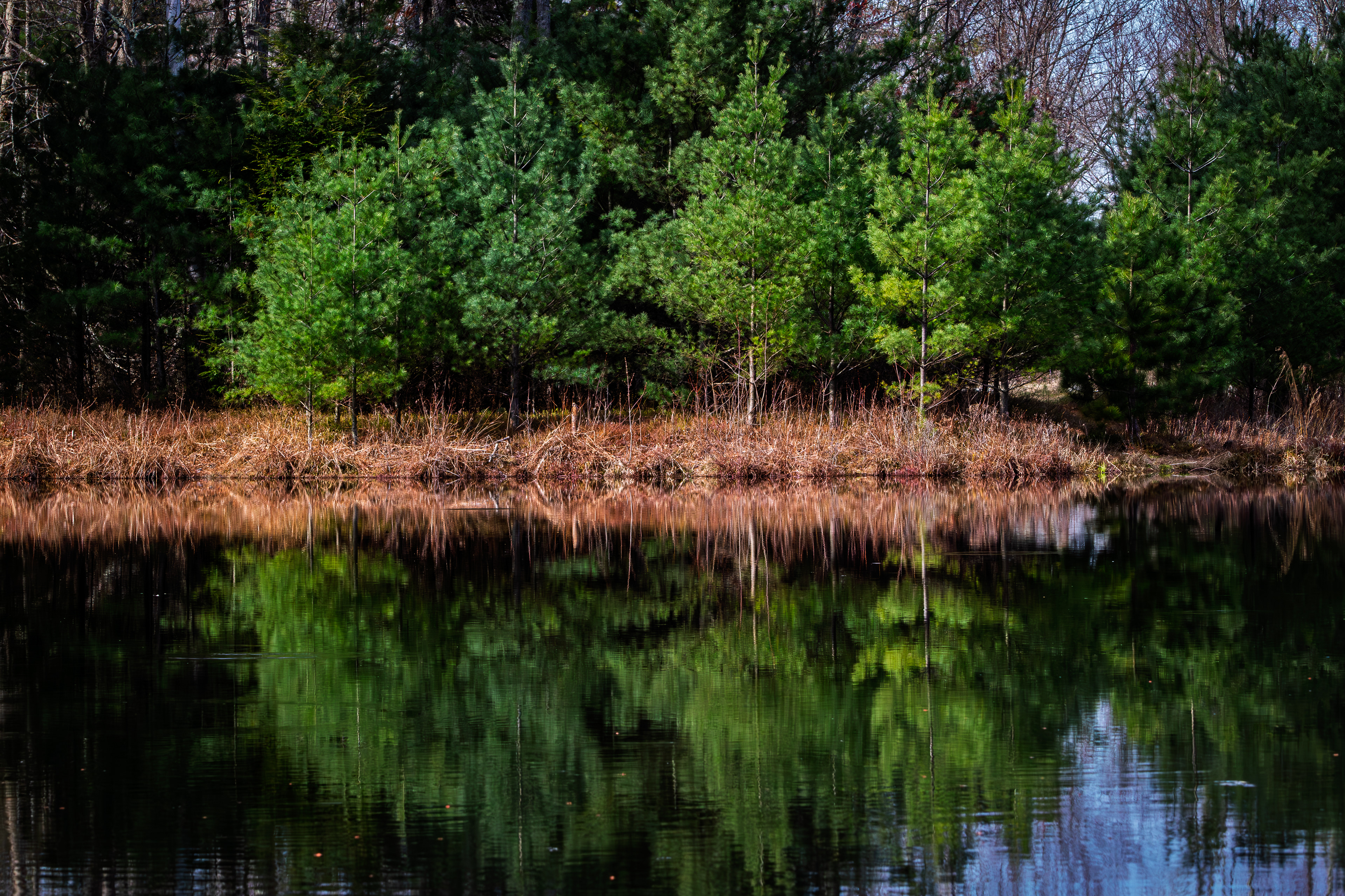 Evergreen Reflection at CSV No2