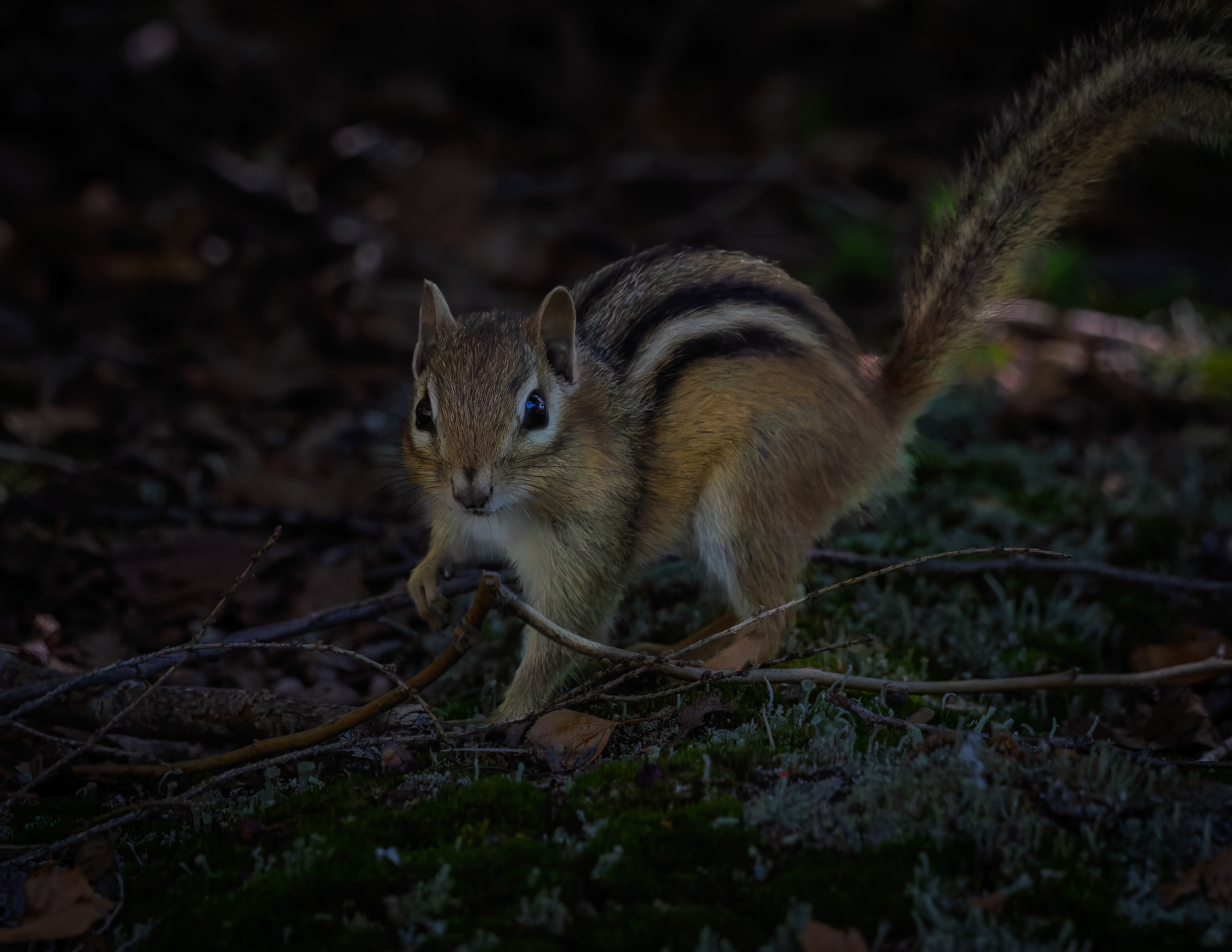 Chipmunk
