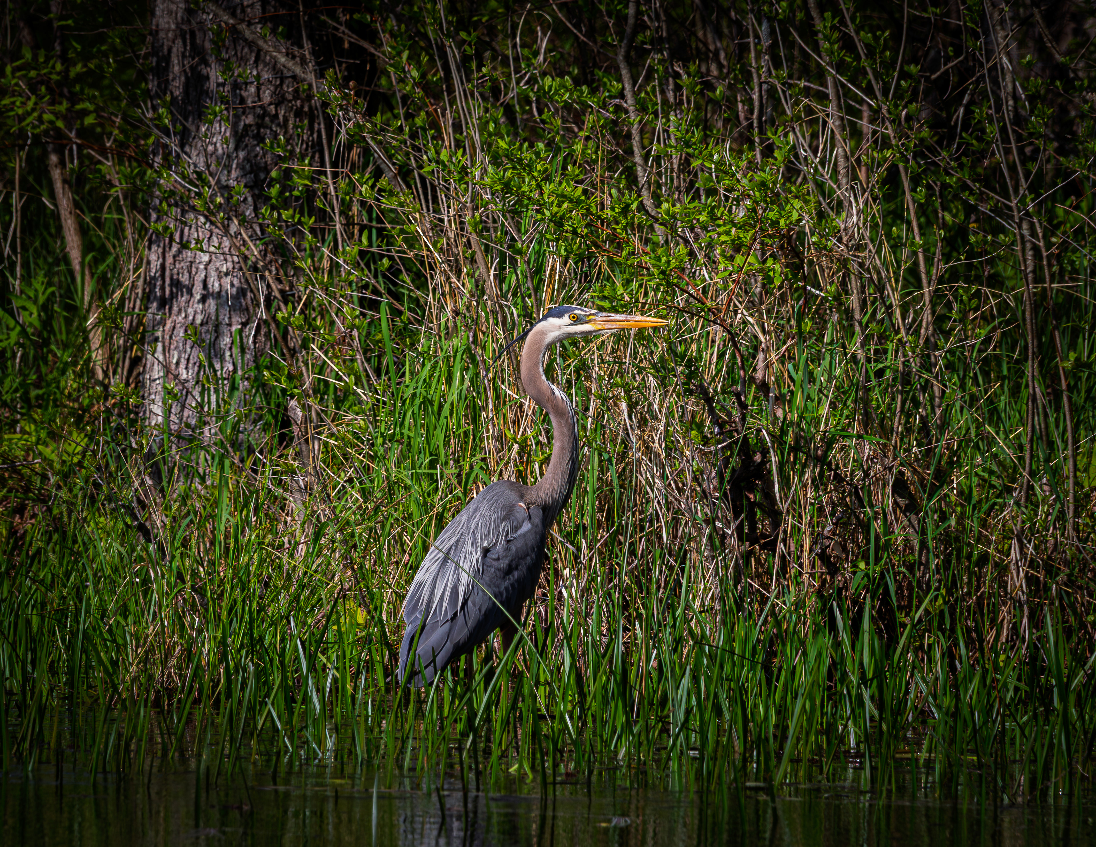 Great Blue Heron No2