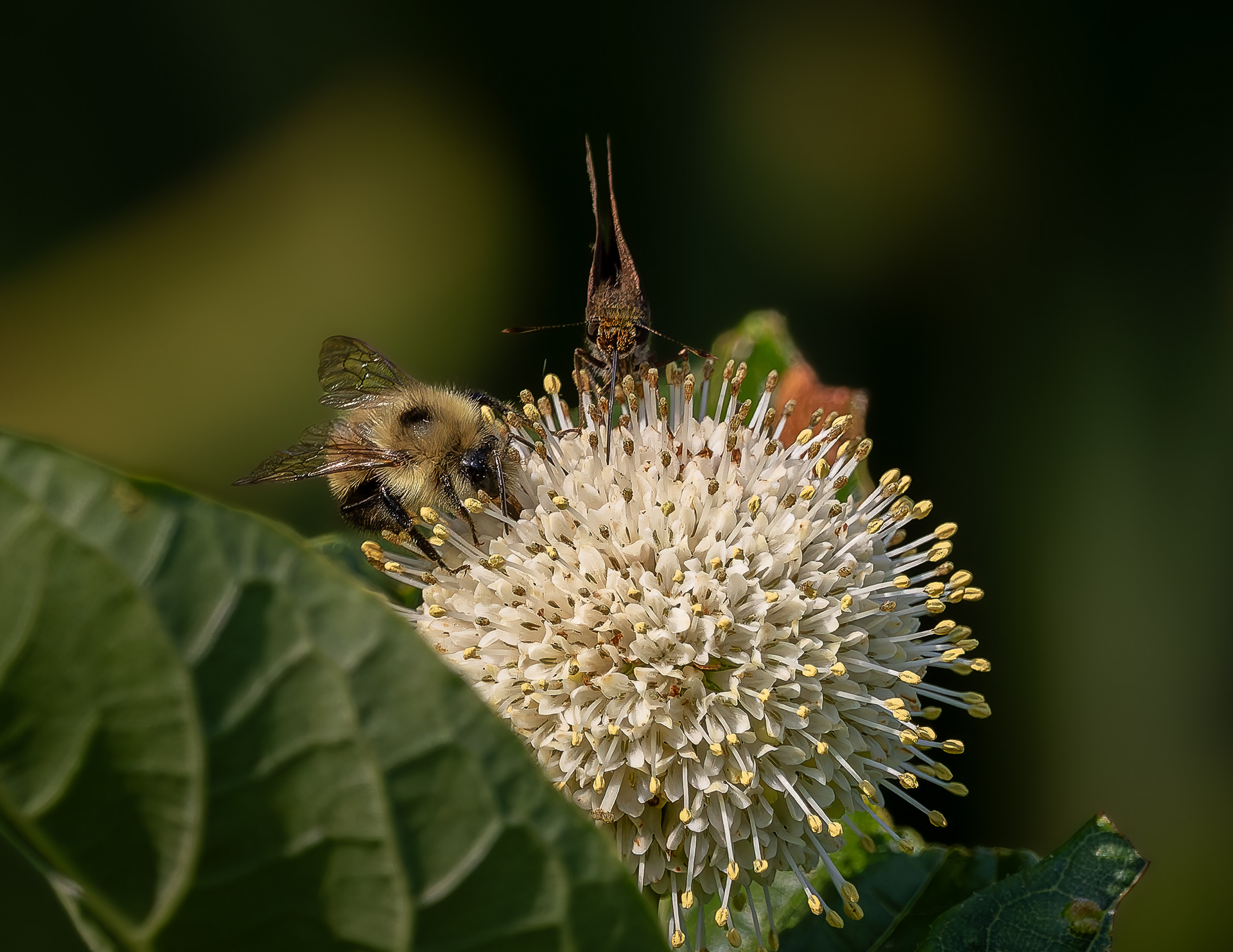 Bumblee and Pearl Crescent on Buttonbush