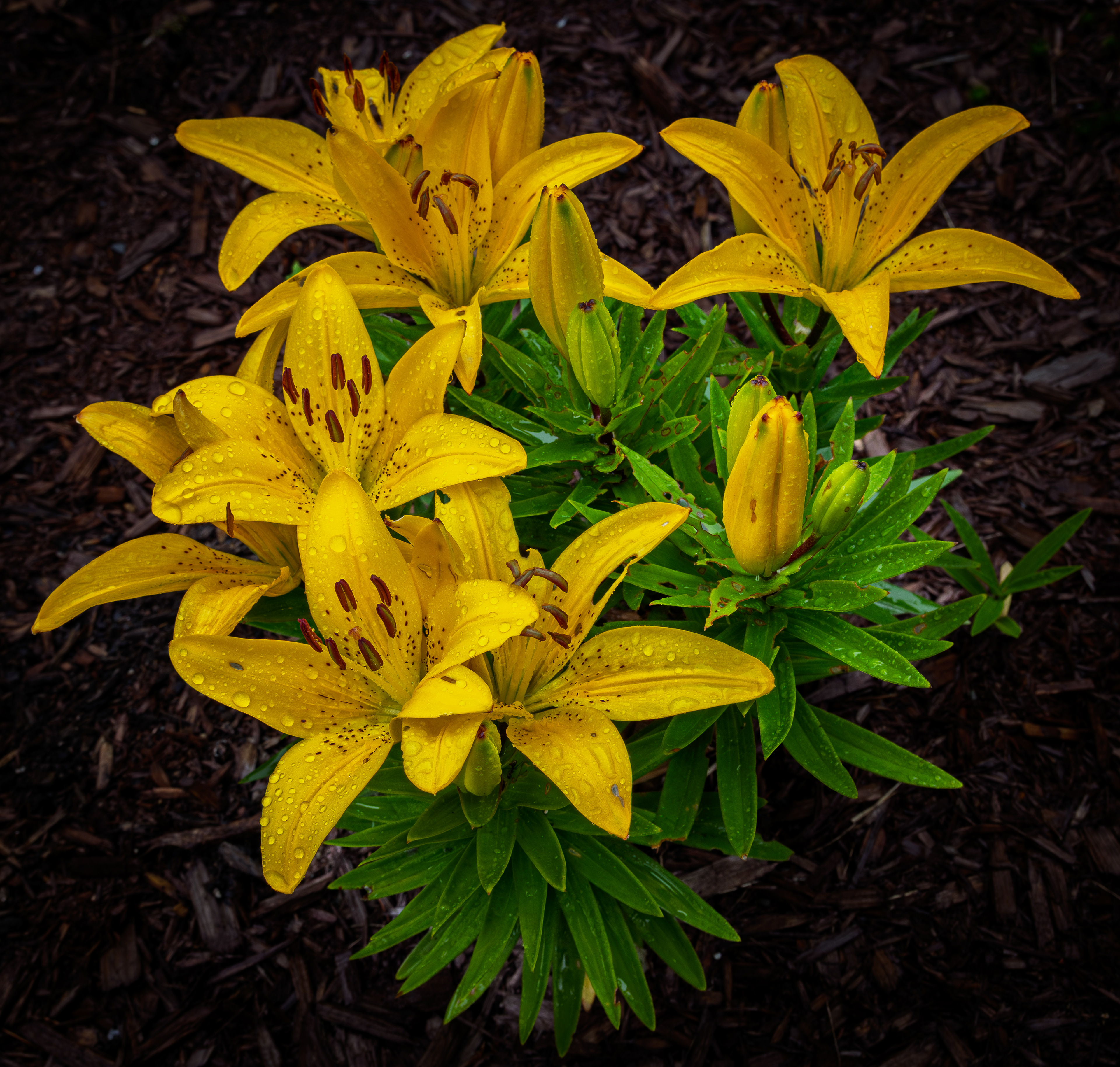 Asiatic Lily No1