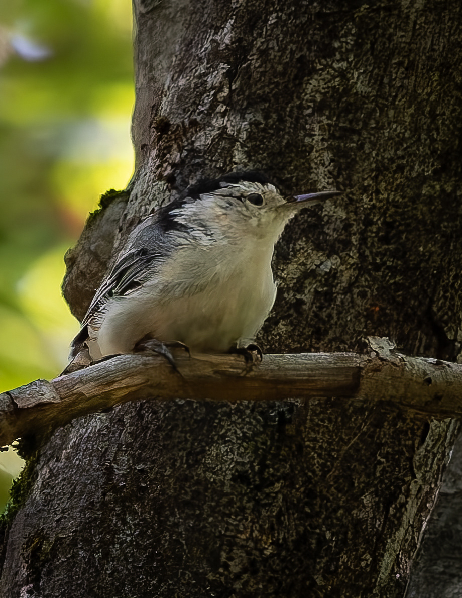 White-breasted Nuthatch No2