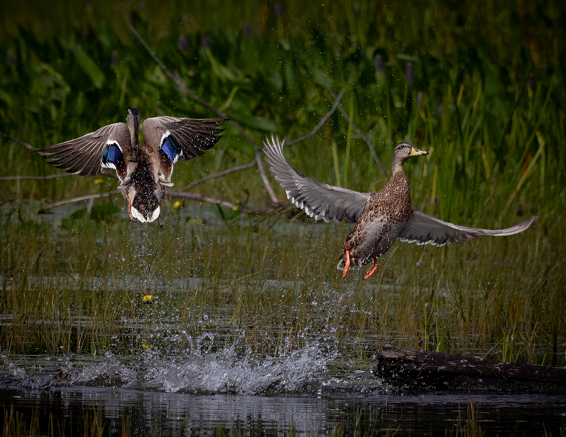 Mallards Startled - August 30, 2026