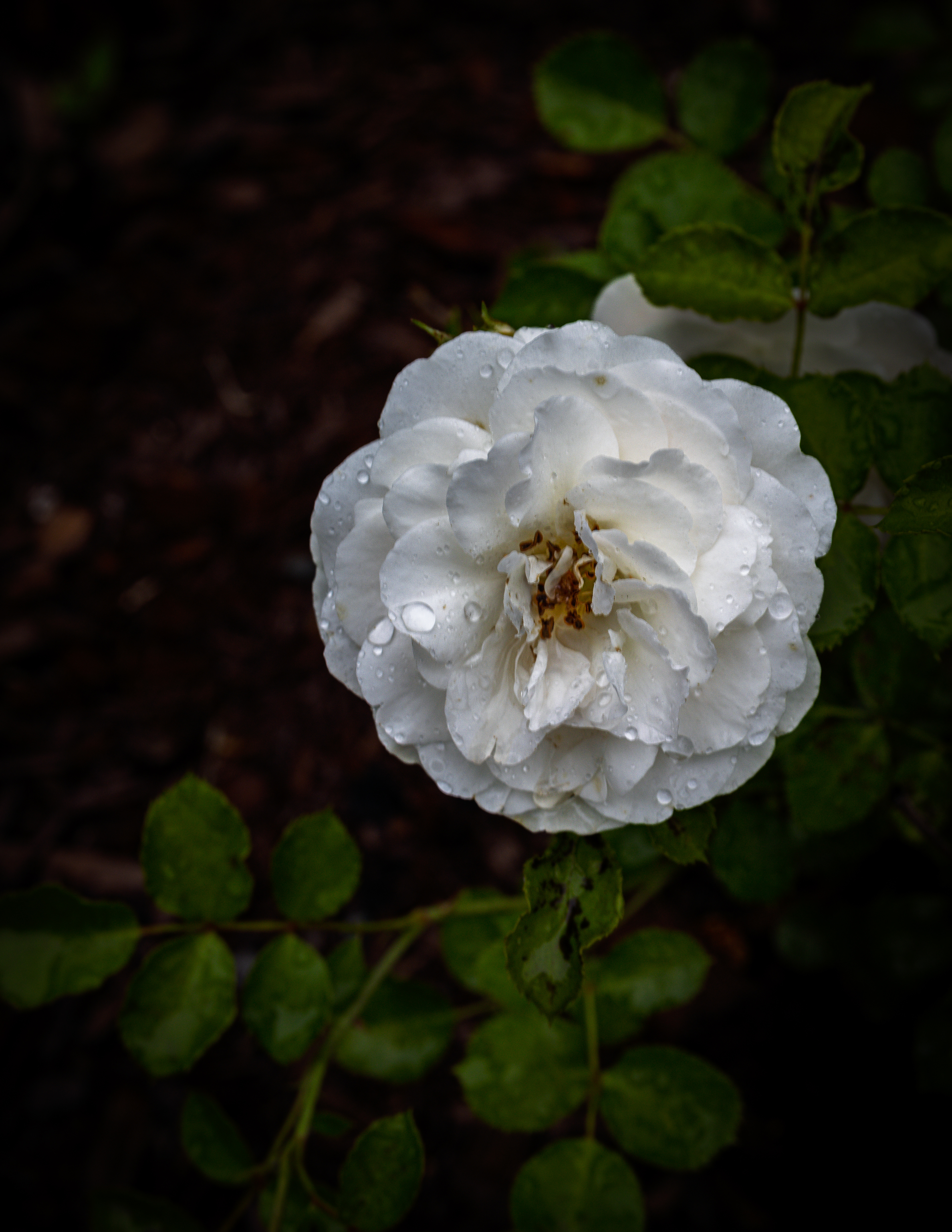 Snowdrift Rose in Color