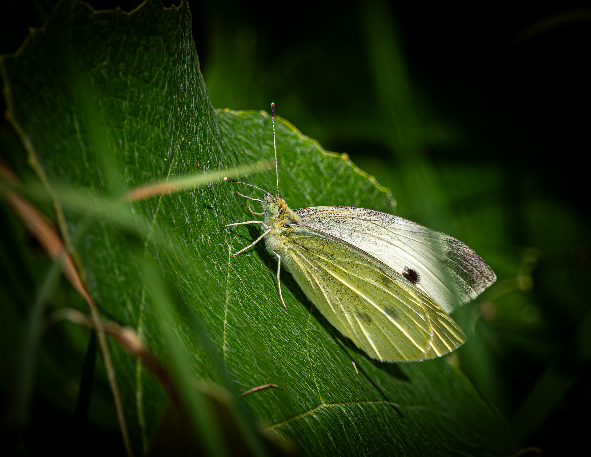 Cabbage White Butterfly - August 24, 2025