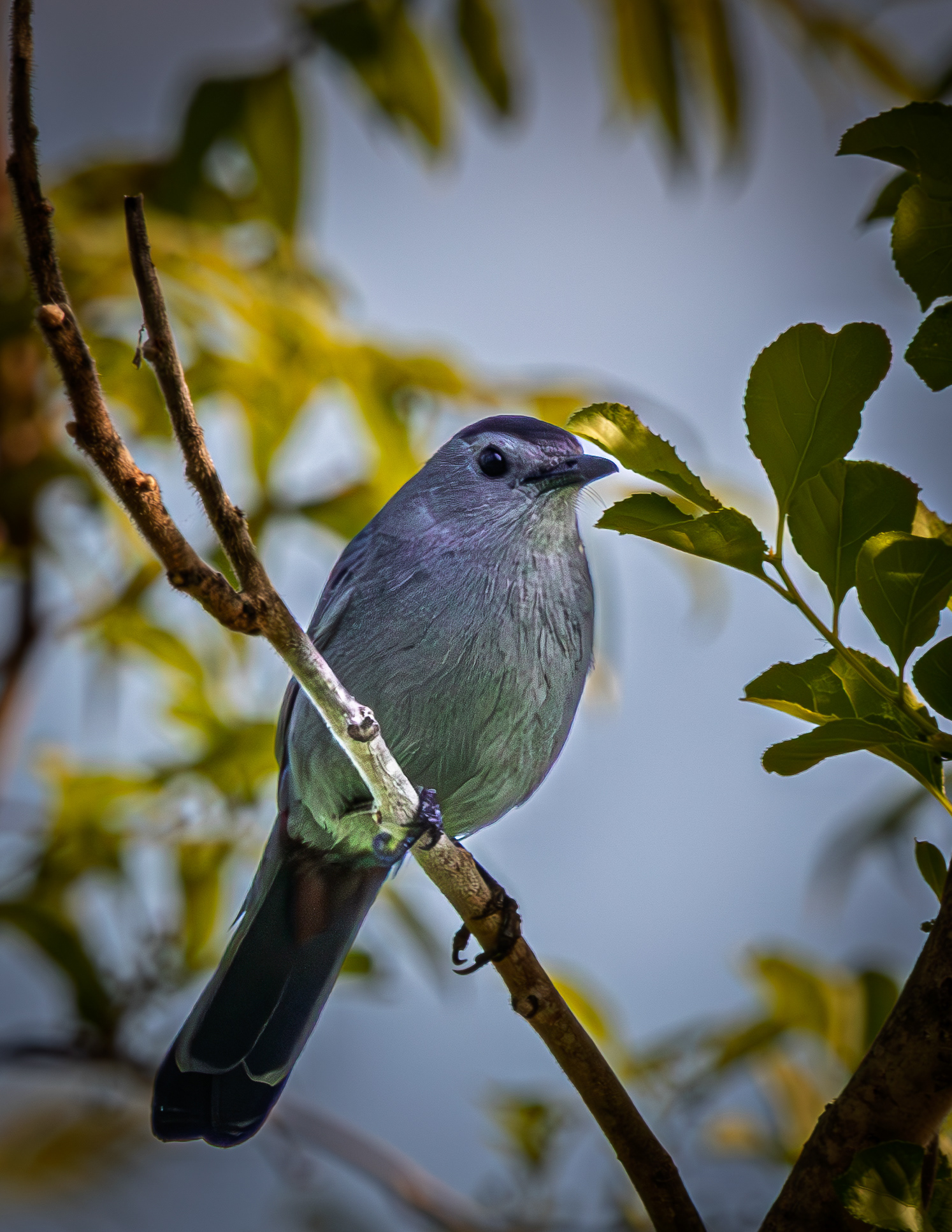 Catbird No2