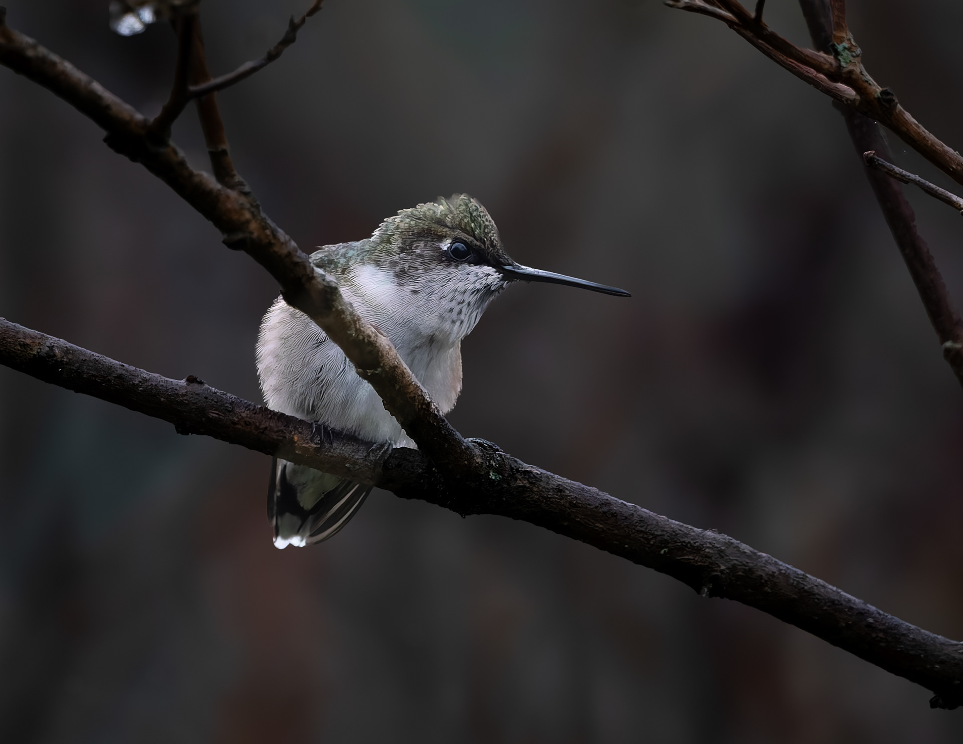 Female Ruby-throated Hummingbird No1