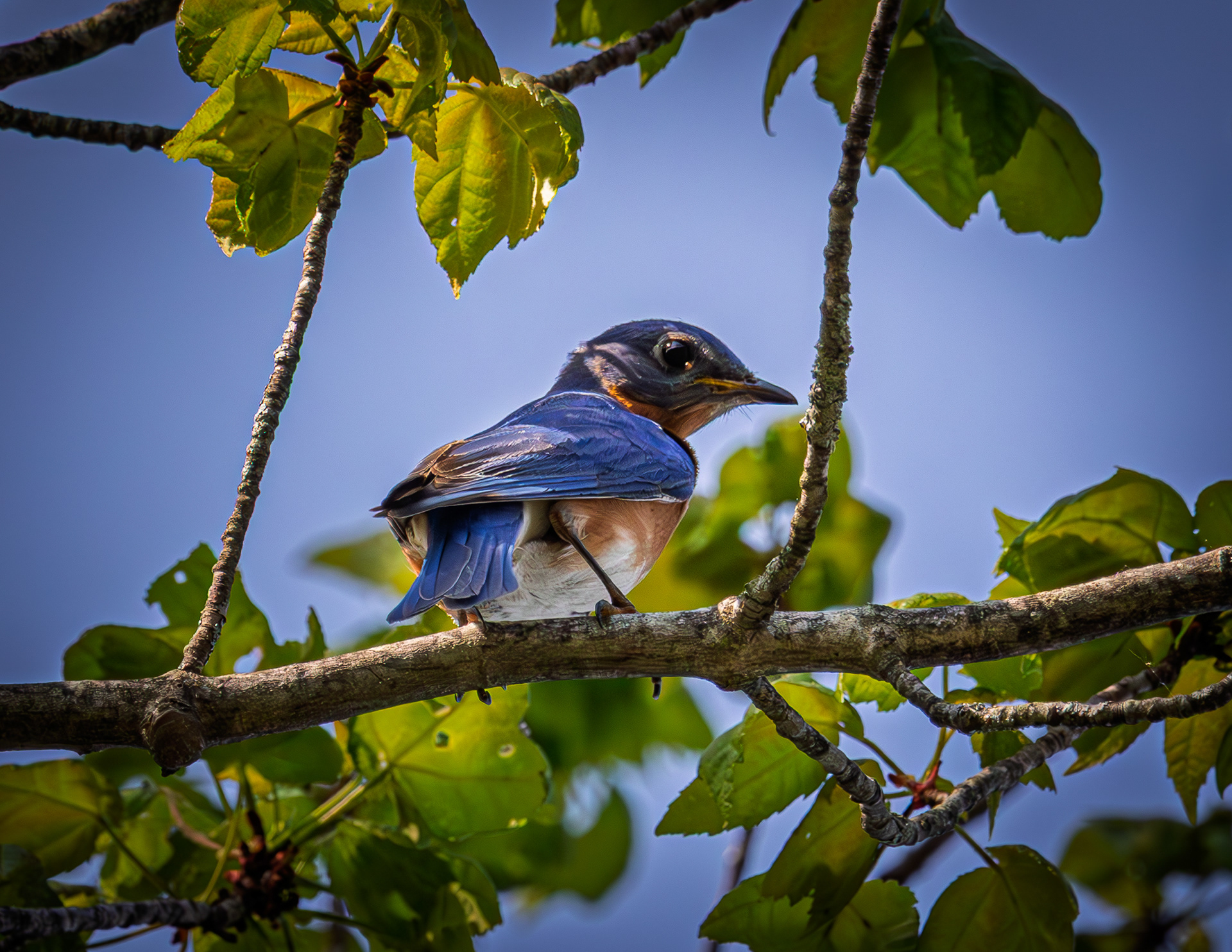 Male Eastern Bluebird - May 19, 2026