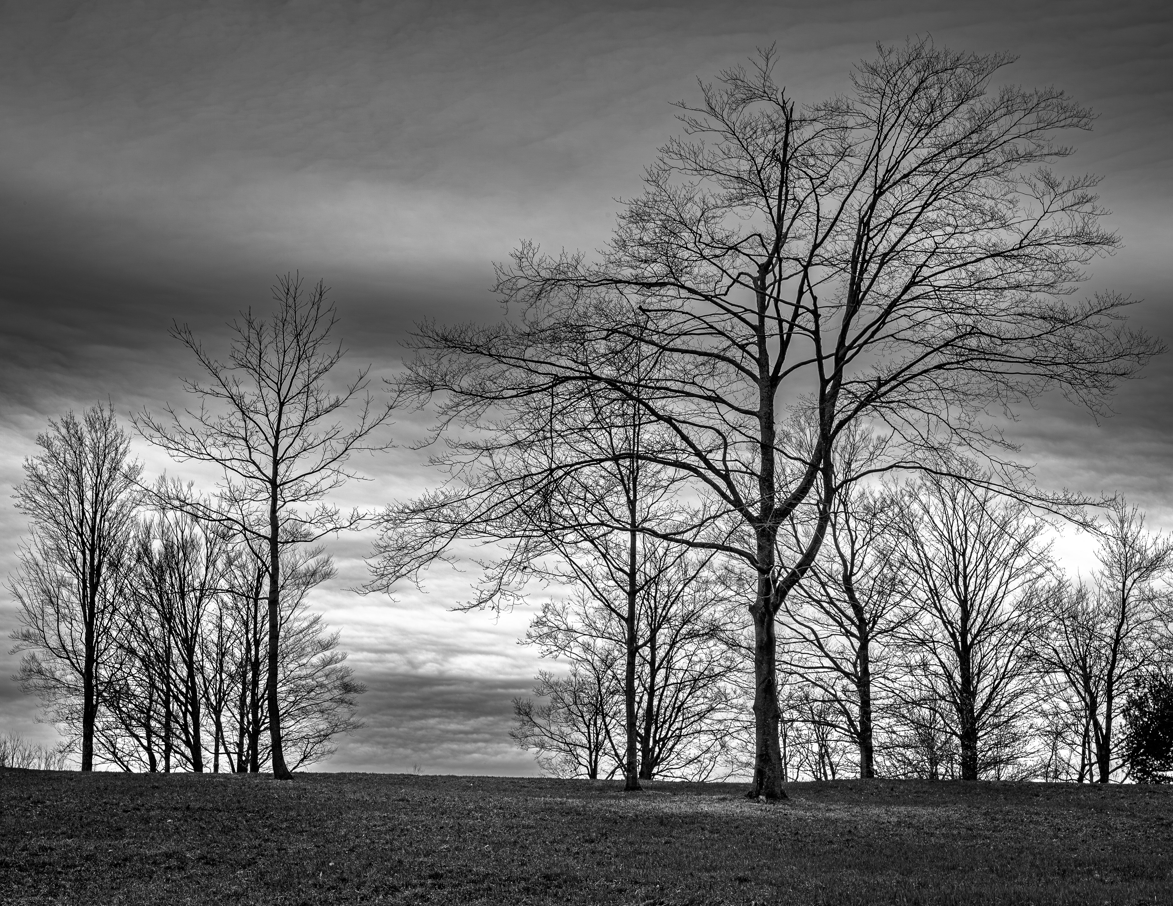 Trees on Frisky Hill