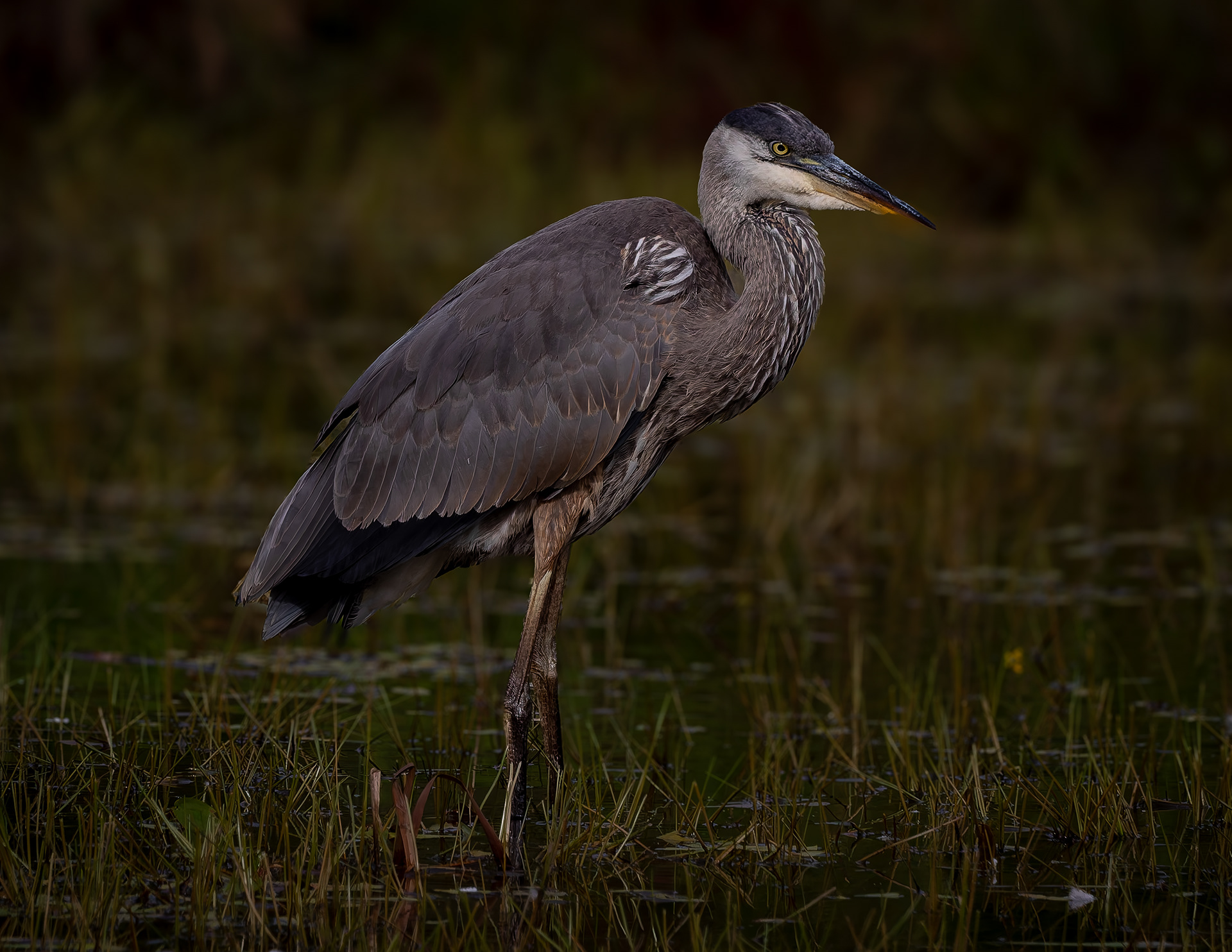 Great Blue Heron No3