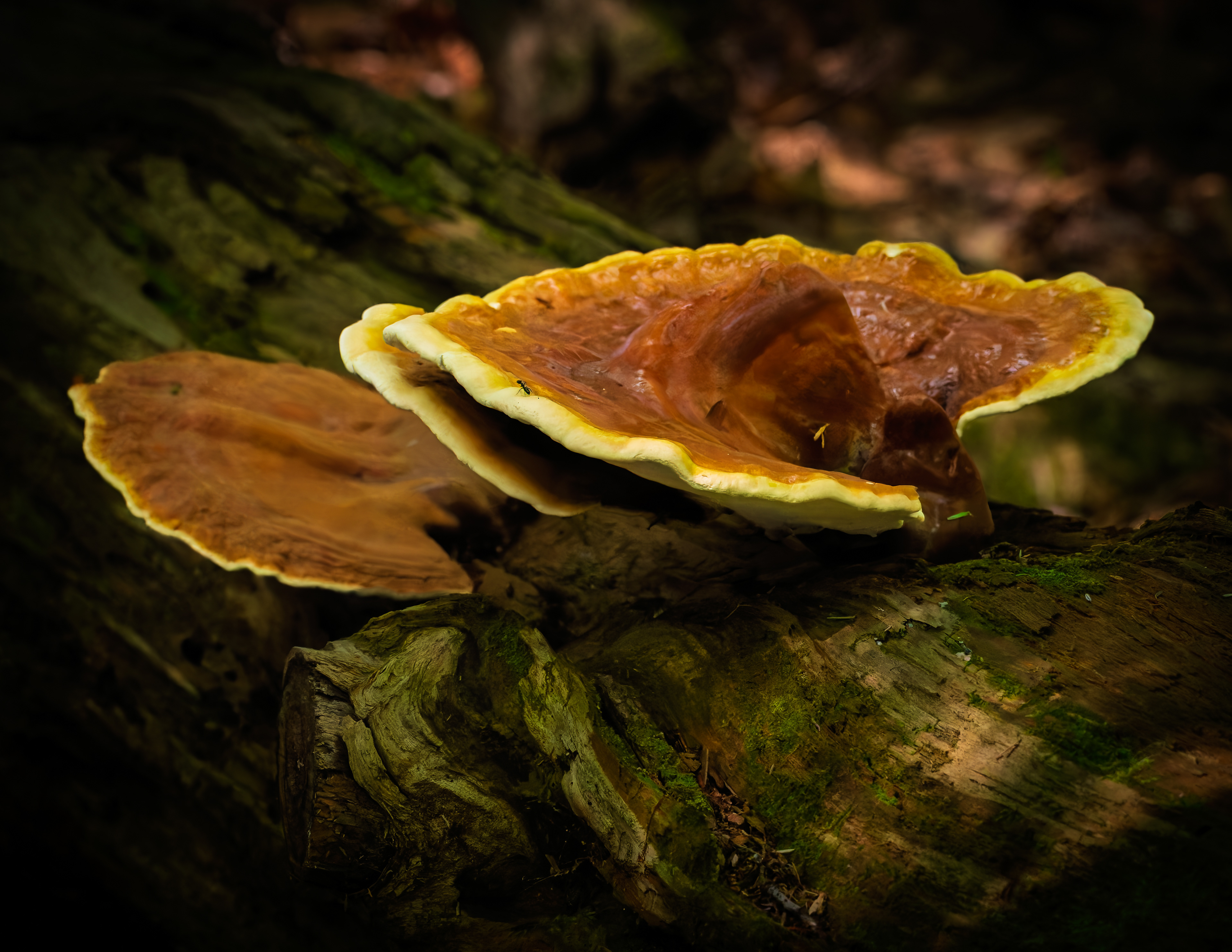 Fungus No2