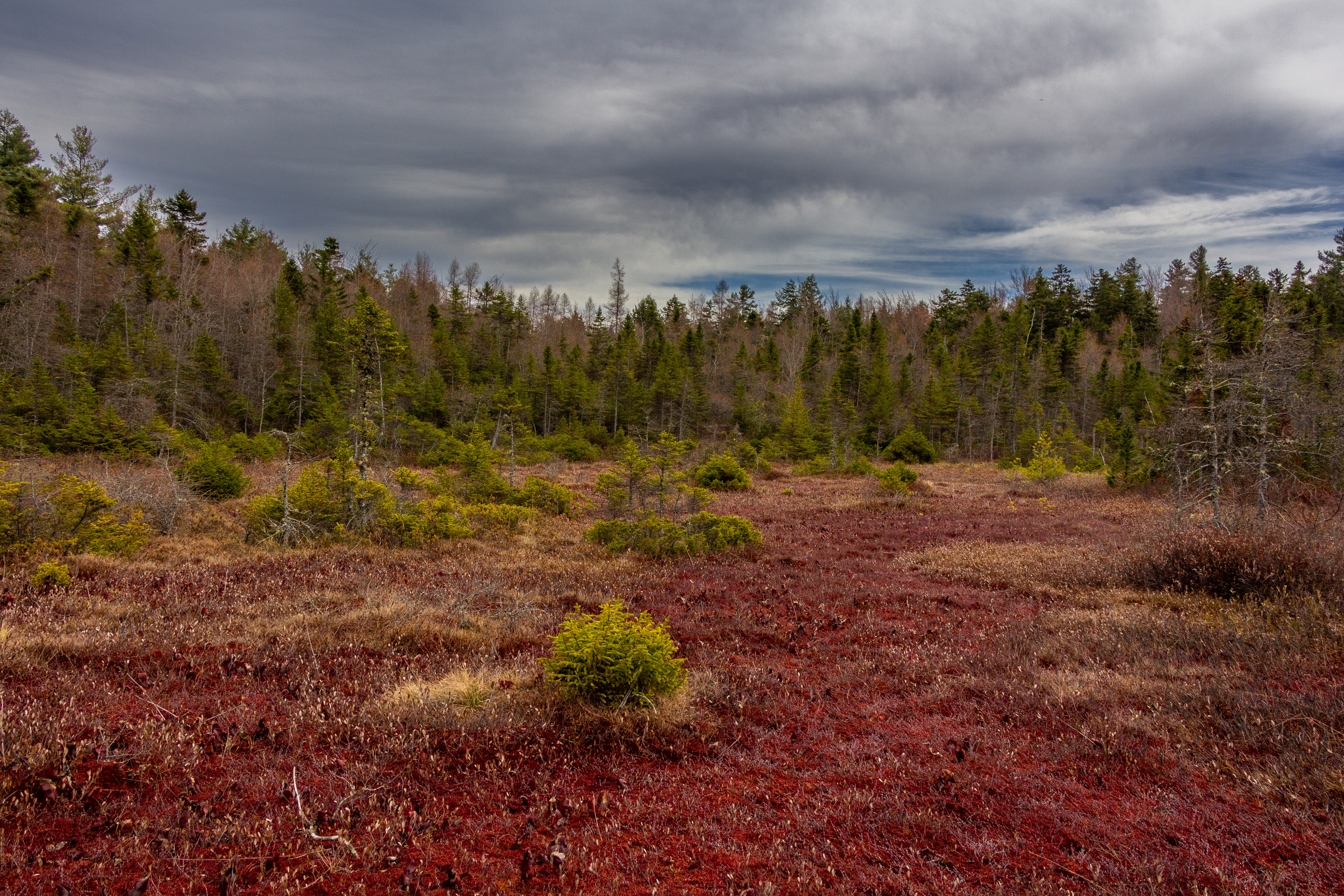 Philbrick-Cricenti Bog No20