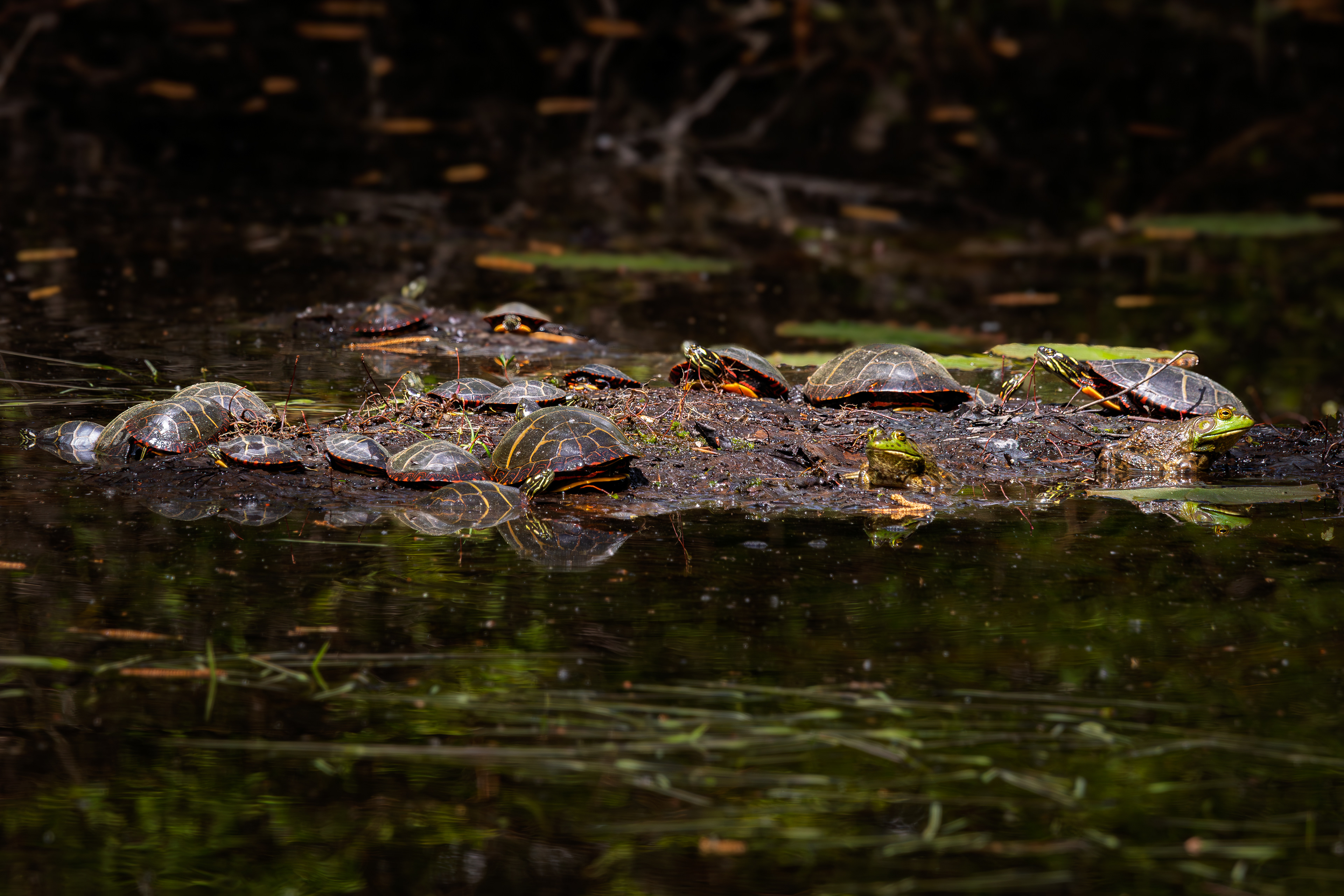 Turtles and Frogs at Grey Rocks No1