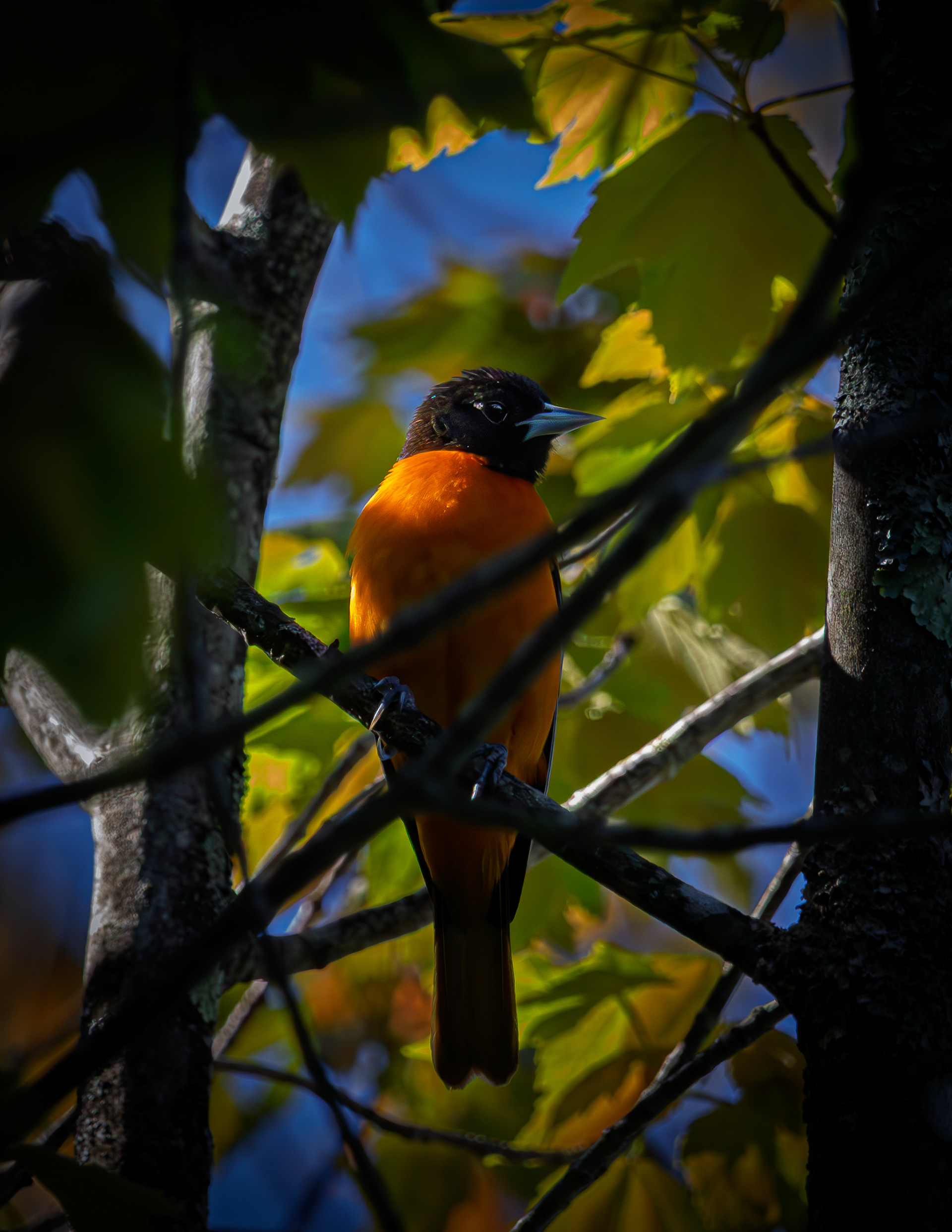 Male Baltimore Oriole No2