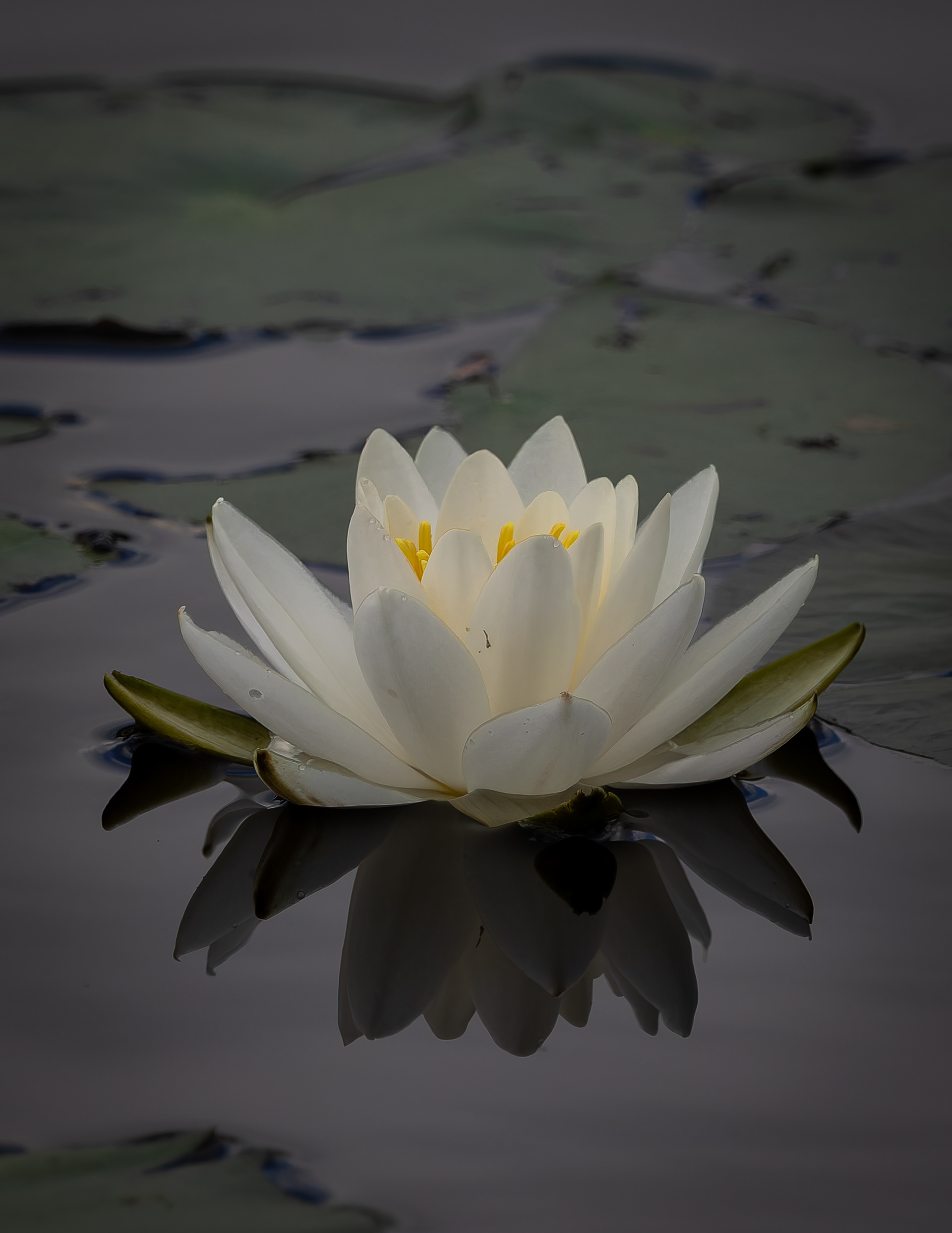 Water Lily in Color