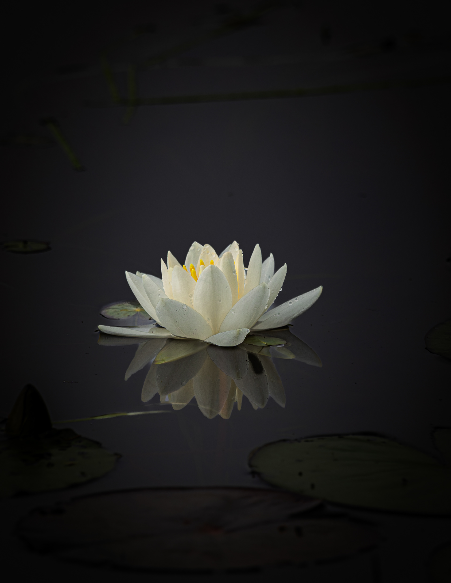 Water Lily - June 29, 2025