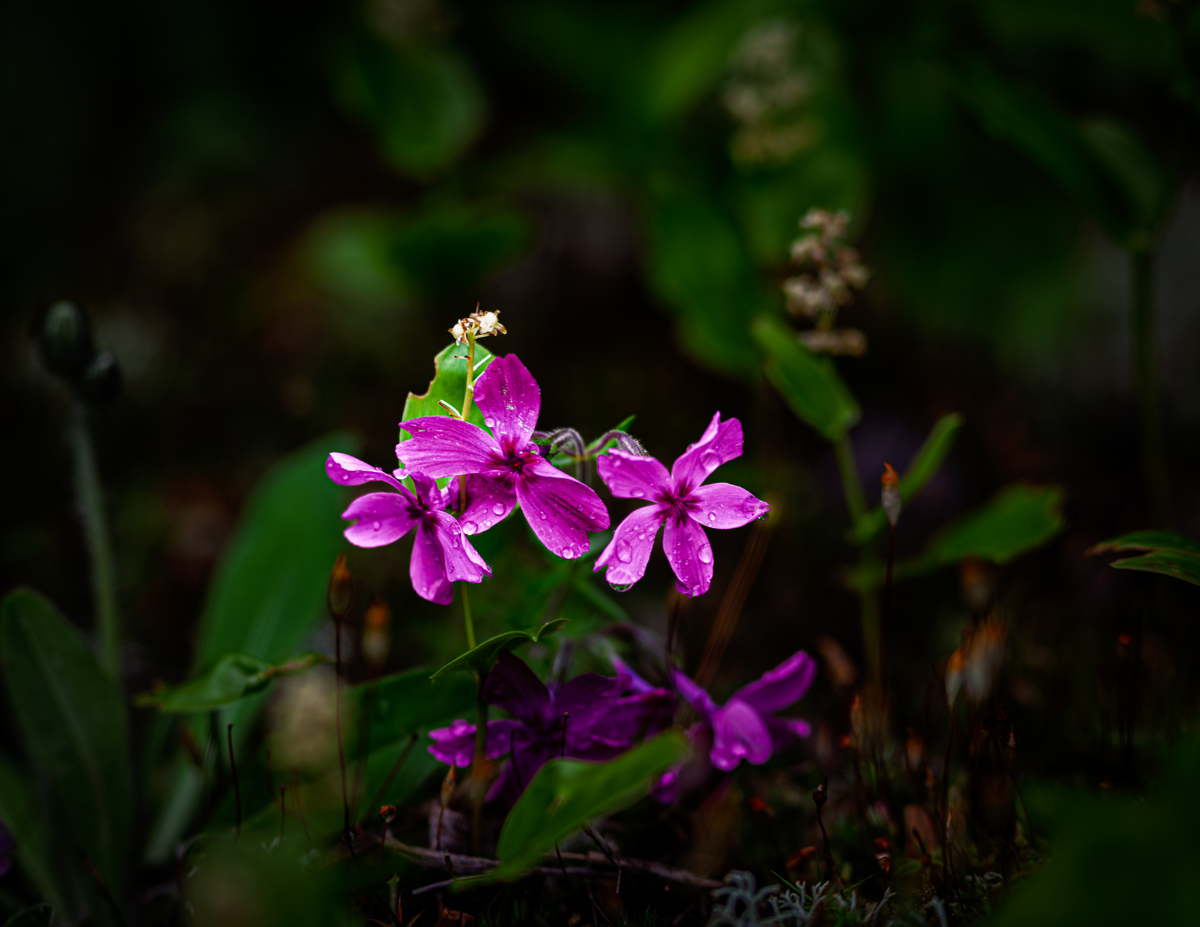 Creeping Phlox