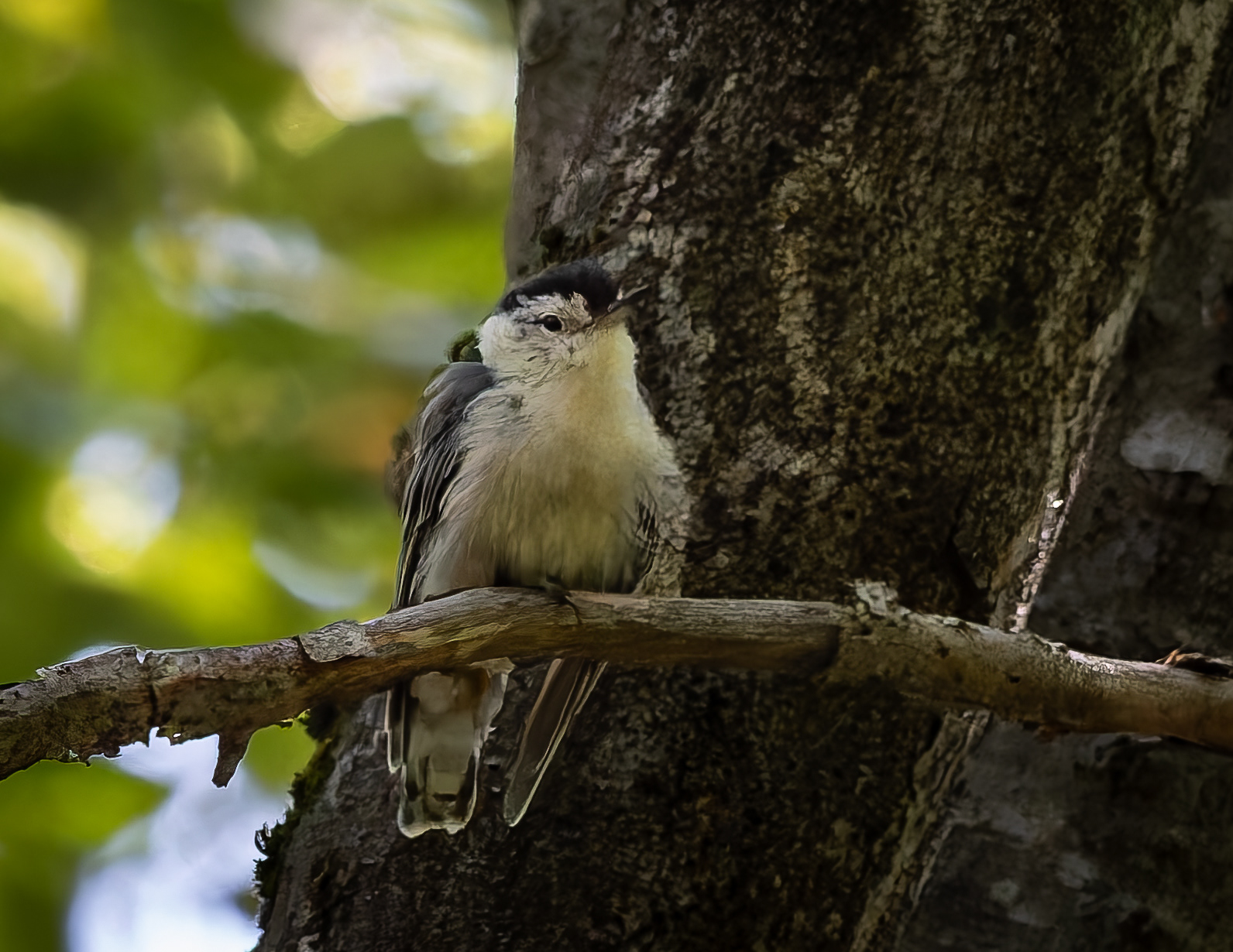 White-breasted Nuthatch No3