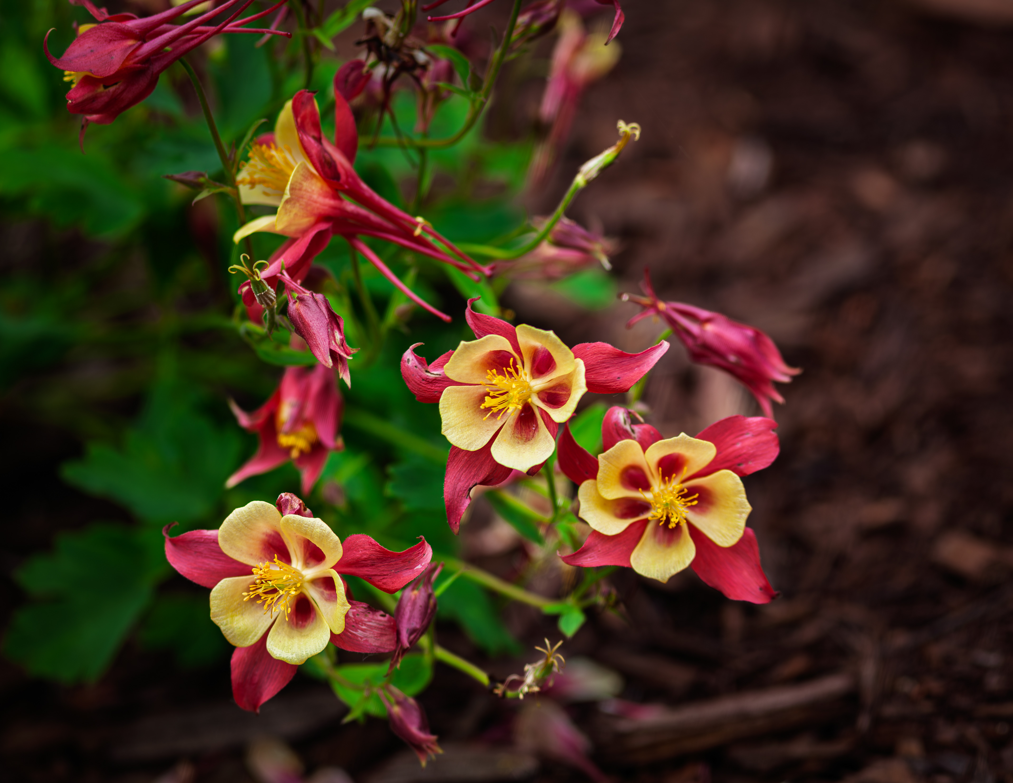 Early Bird Red and Yellow Columbine
