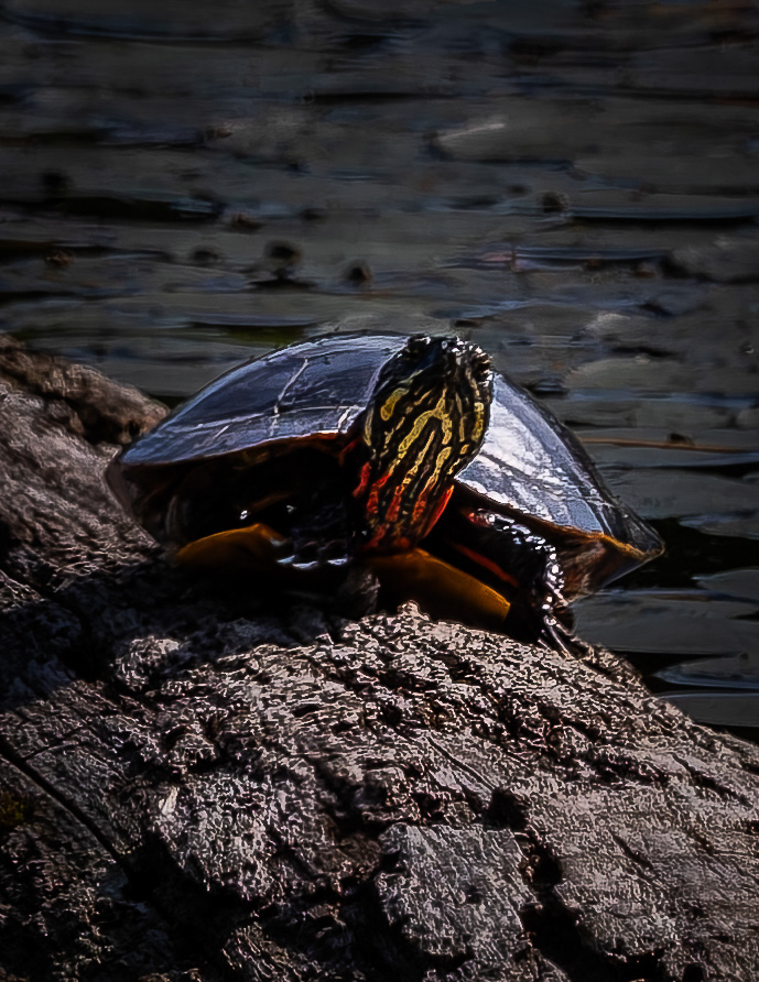 Painted Turtle - July 20, 2026